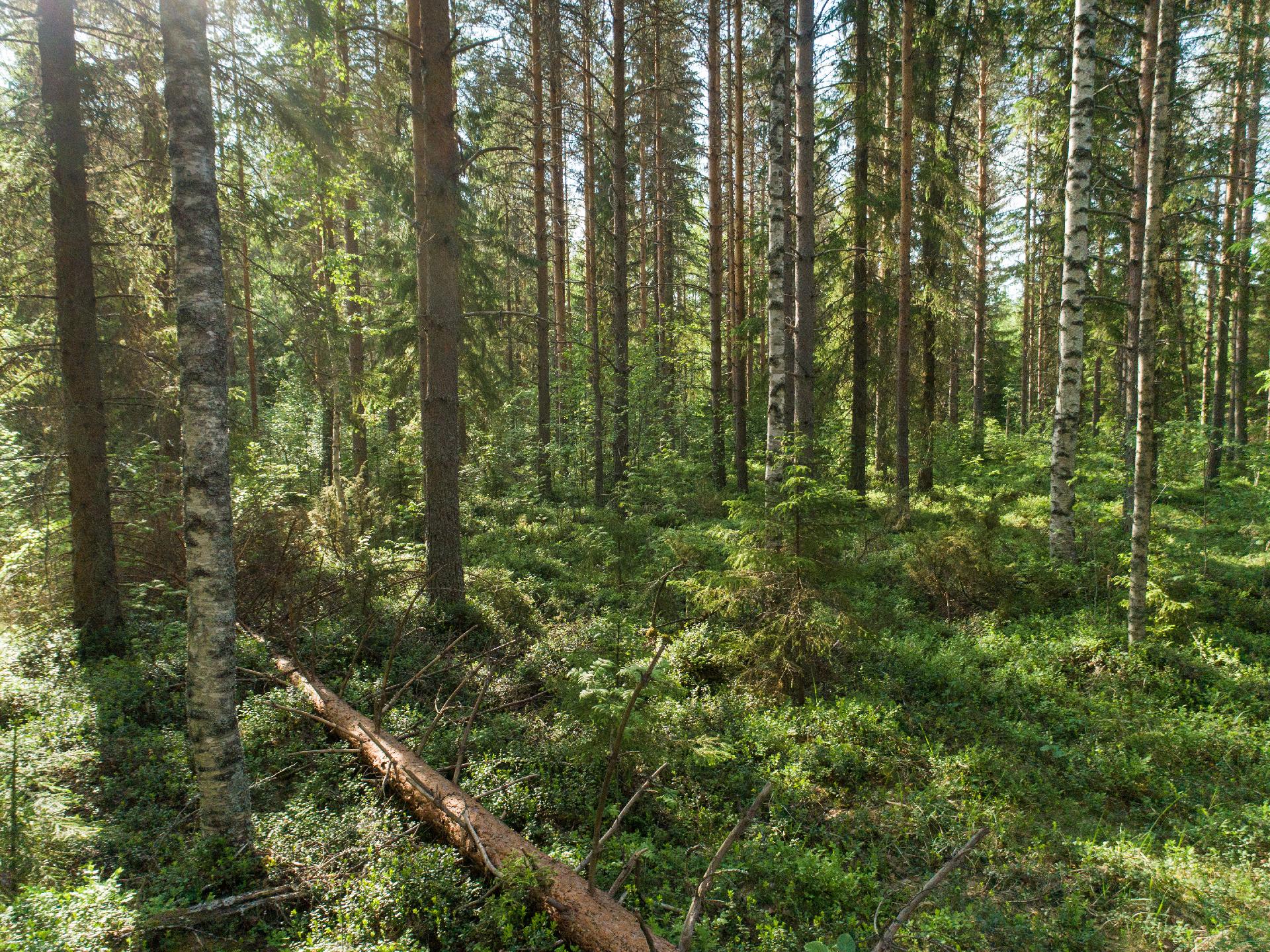 Rauskajärvi tontti 256, Viitasaari