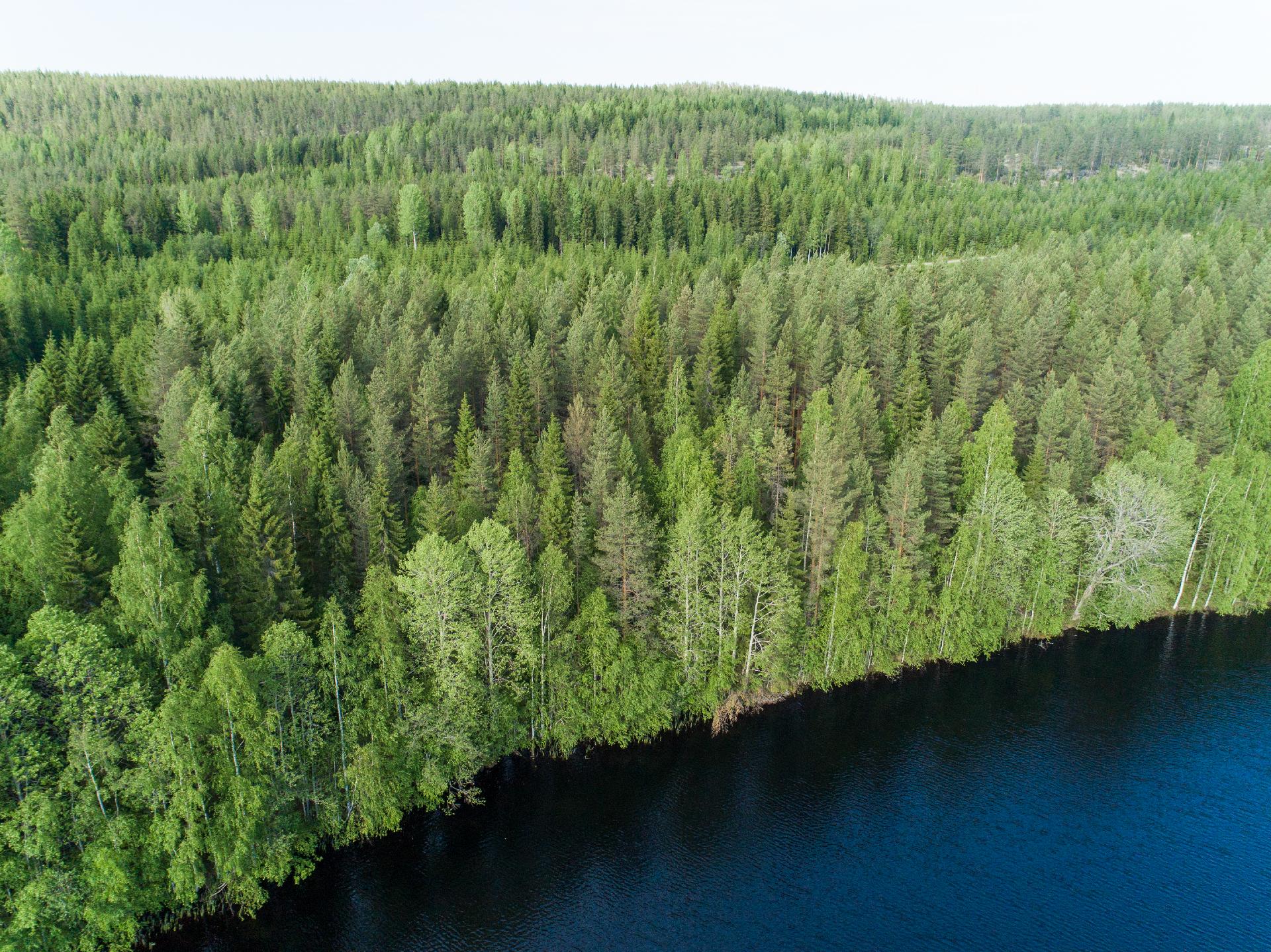 Rauskajärvi tontti 256, Viitasaari