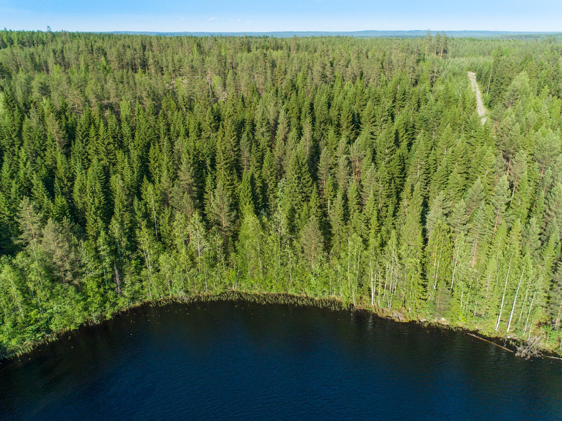 Rauskajärvi tontti 257, Viitasaari