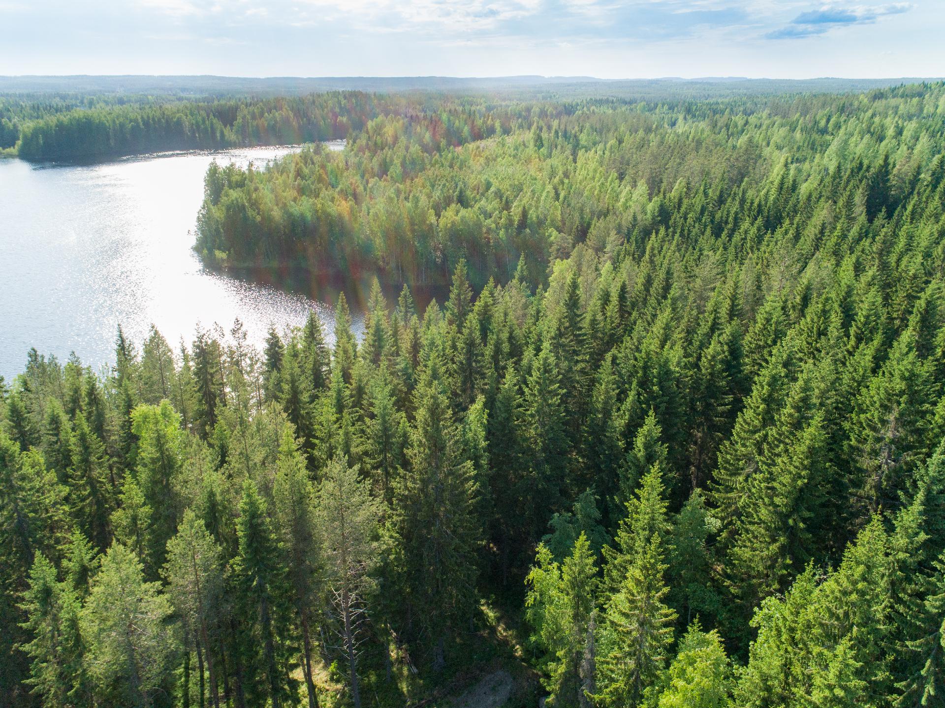 Rauskajärvi tontti 257, Viitasaari