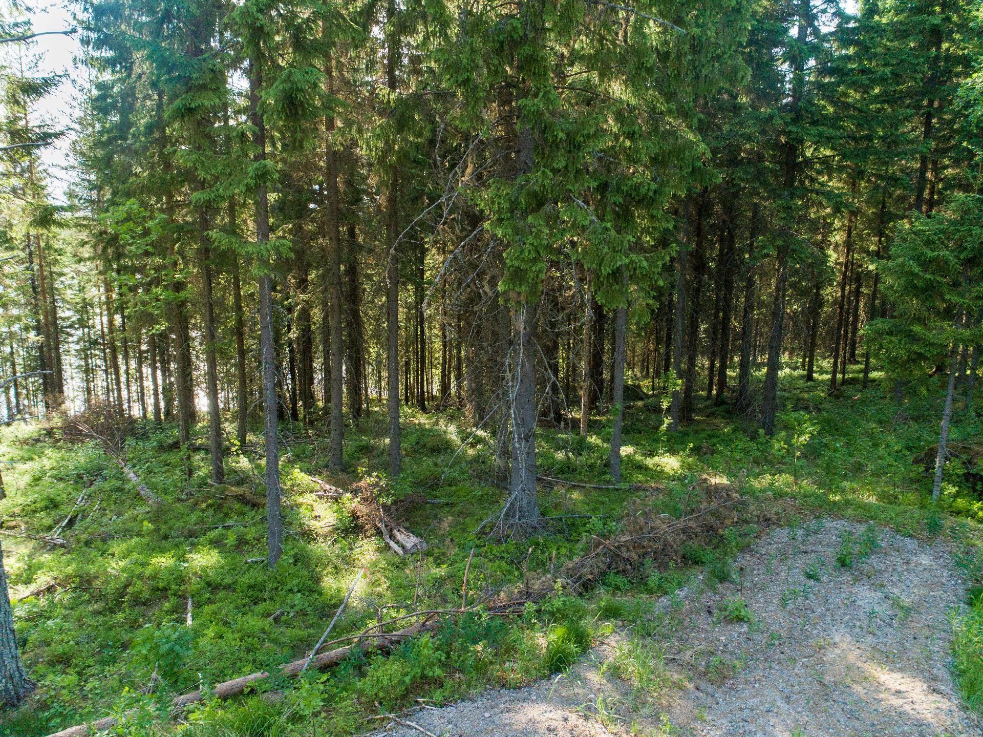 Rauskajärvi tontti 257, Viitasaari