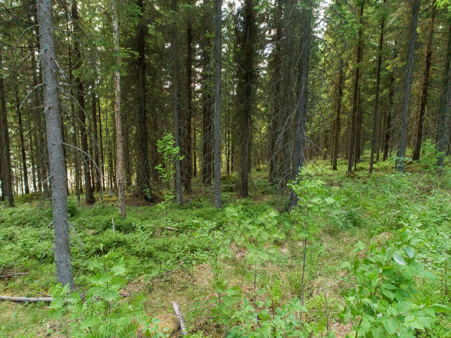 Rauskajärvi tontti 257, Viitasaari