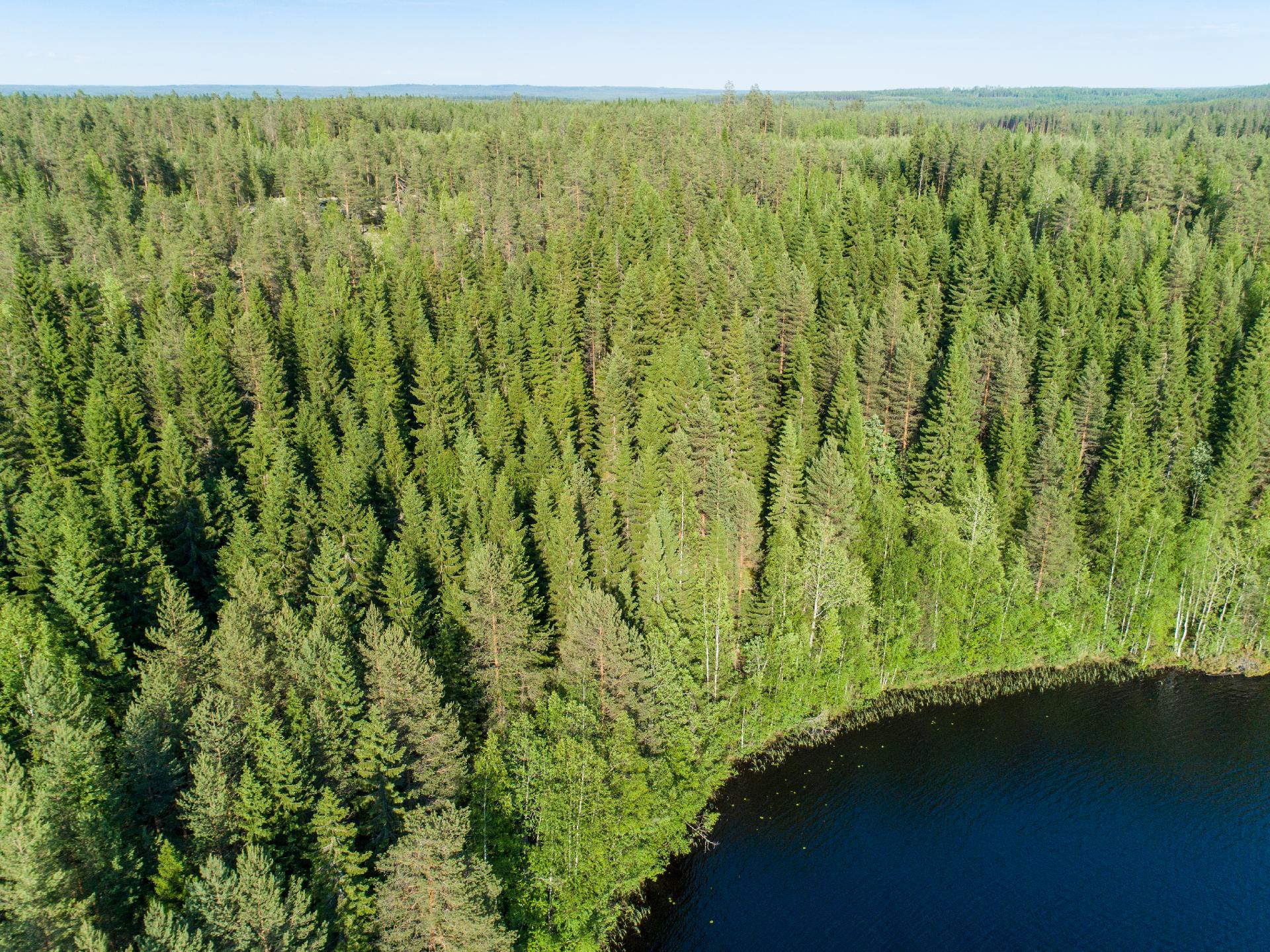 Rauskajärvi tontti 257, Viitasaari