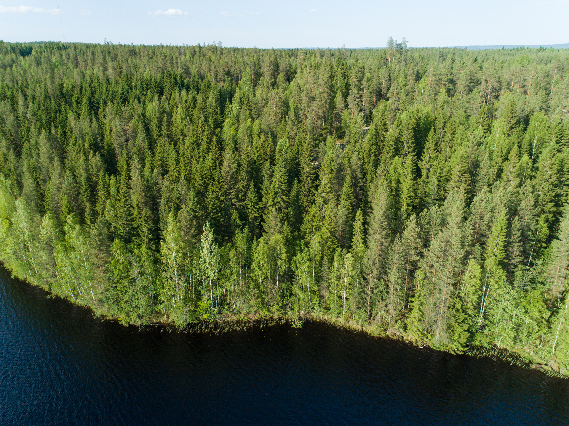 Rauskajärvi tontti 258, Viitasaari