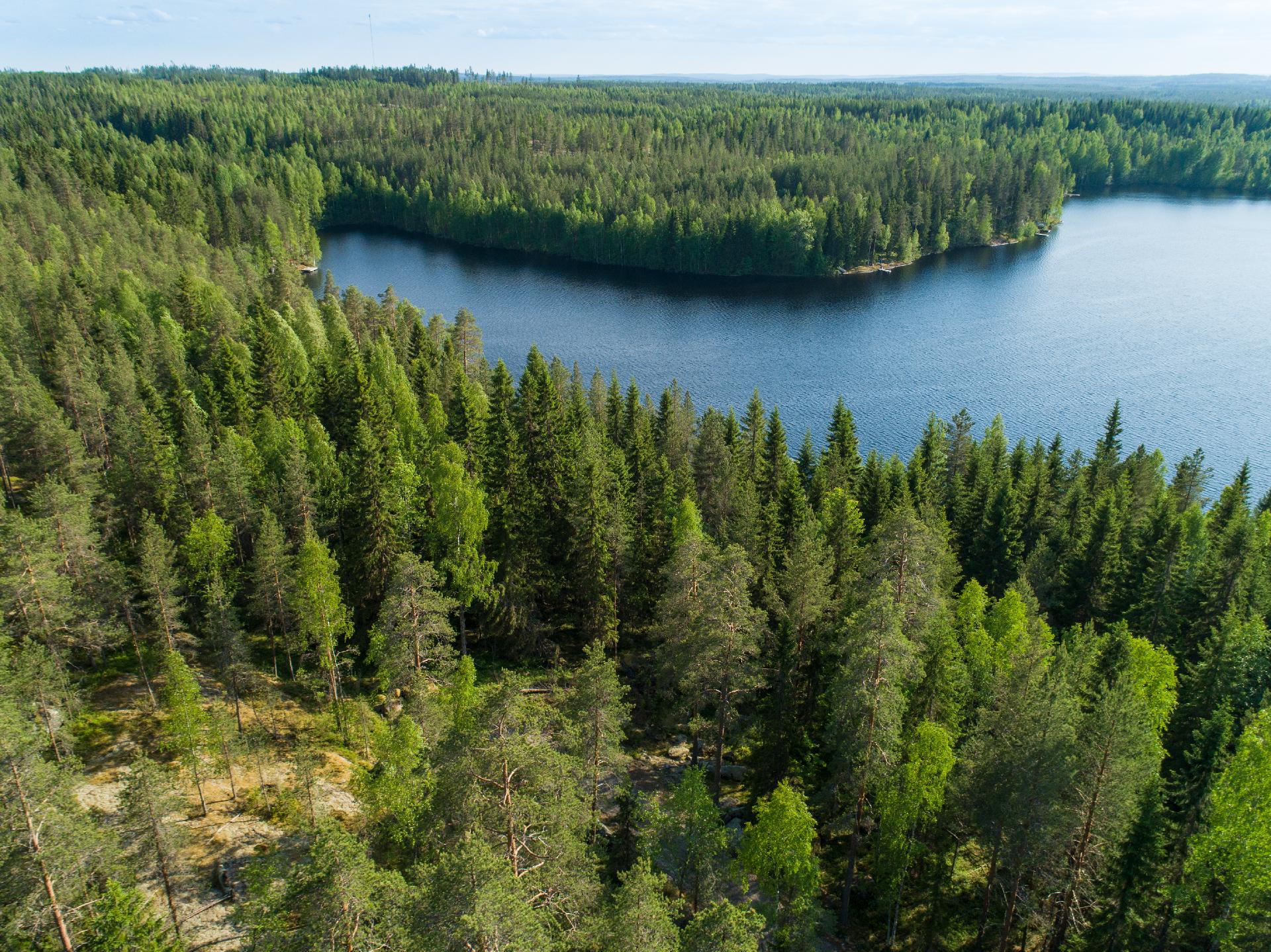 Rauskajärvi tontti 258, Viitasaari