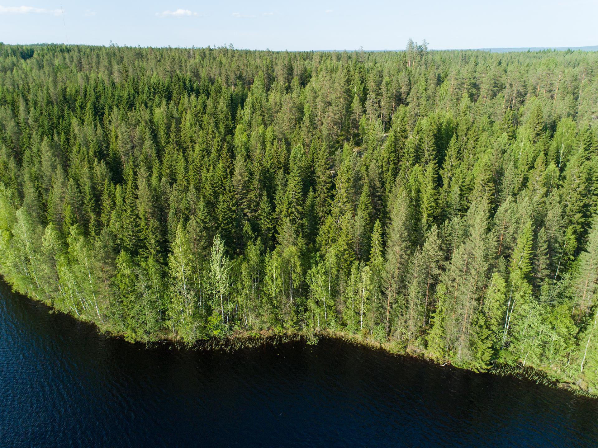 Rauskajärvi tontti 258, Viitasaari
