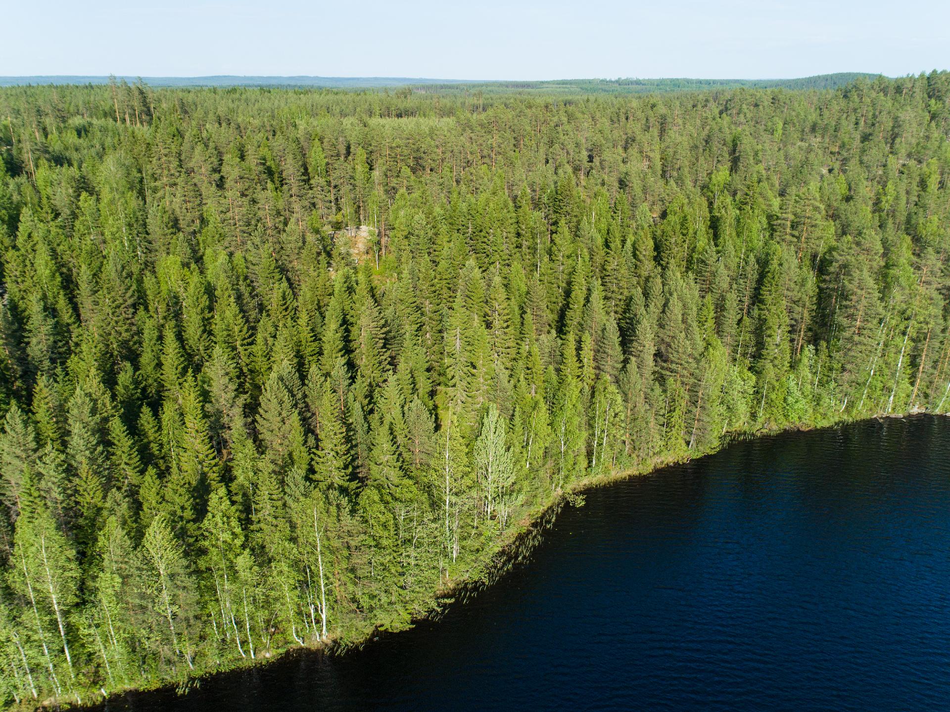 Rauskajärvi tontti 258, Viitasaari