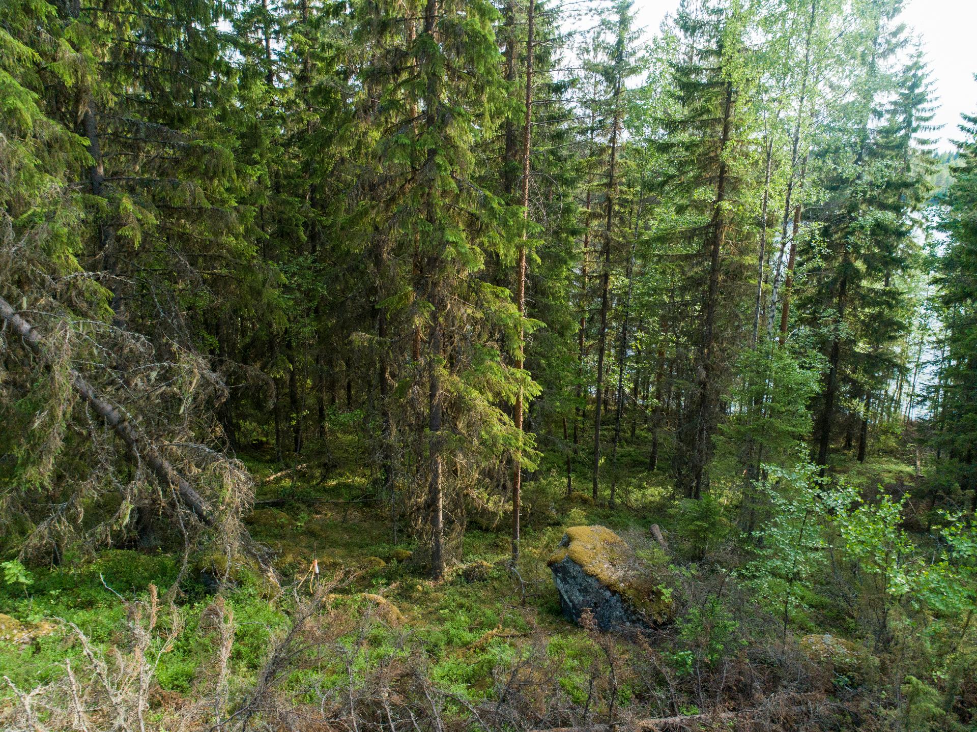 Rauskajärvi tontti 258, Viitasaari