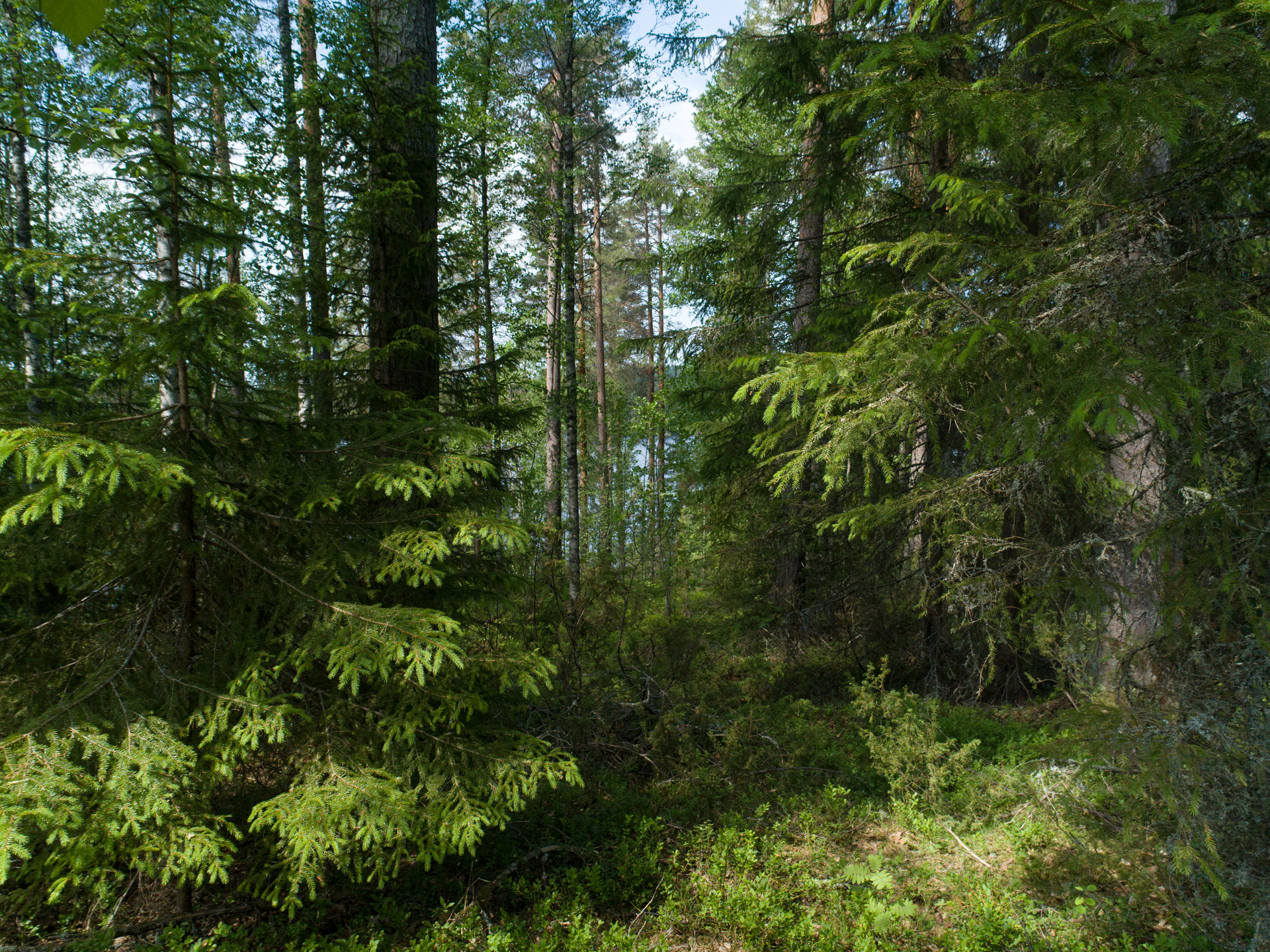 Kiminkijärvi tontti 3, Suovanlahti, Viitasaari