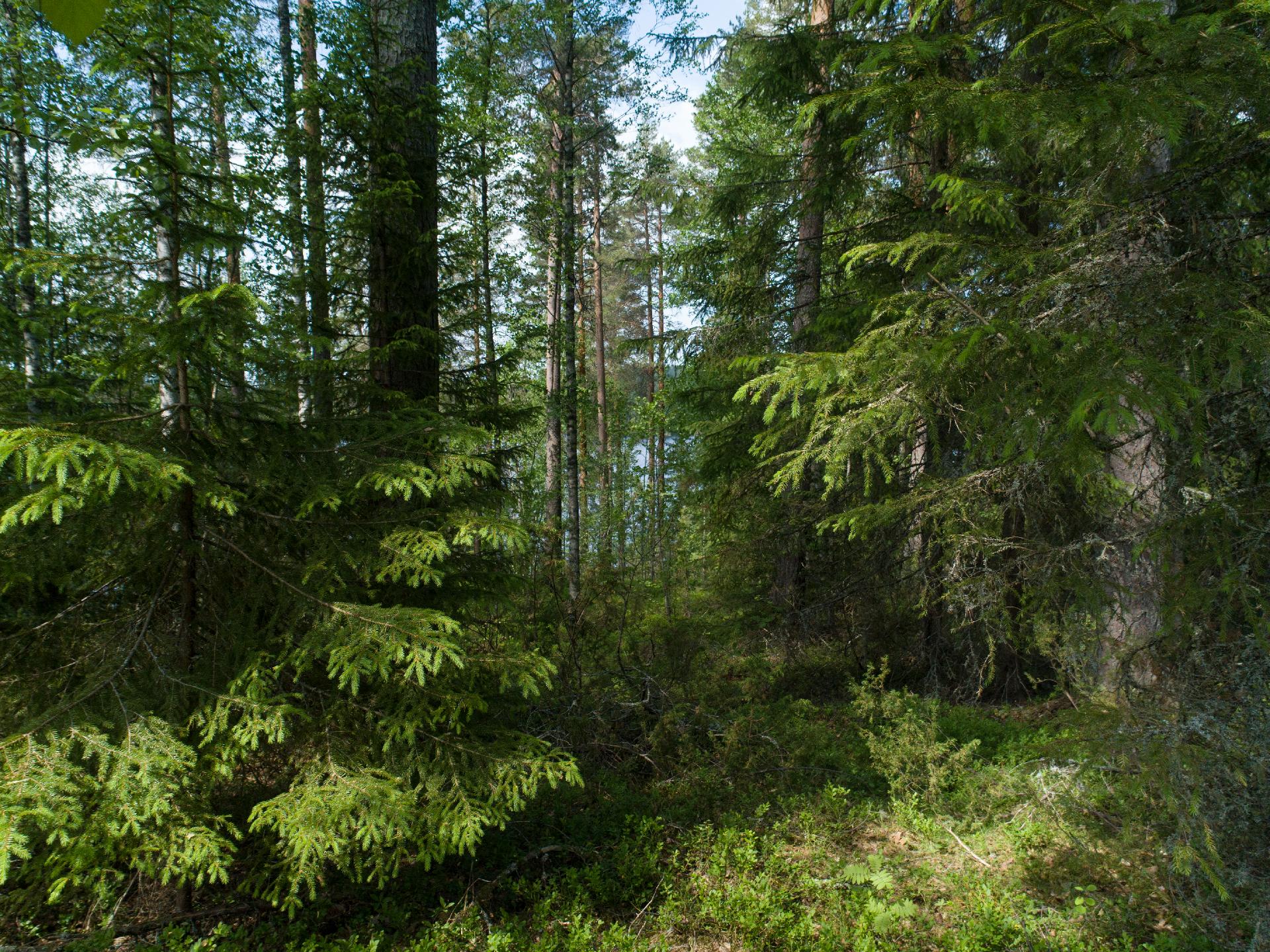 Kiminkijärvi tontti 3, Suovanlahti, Viitasaari
