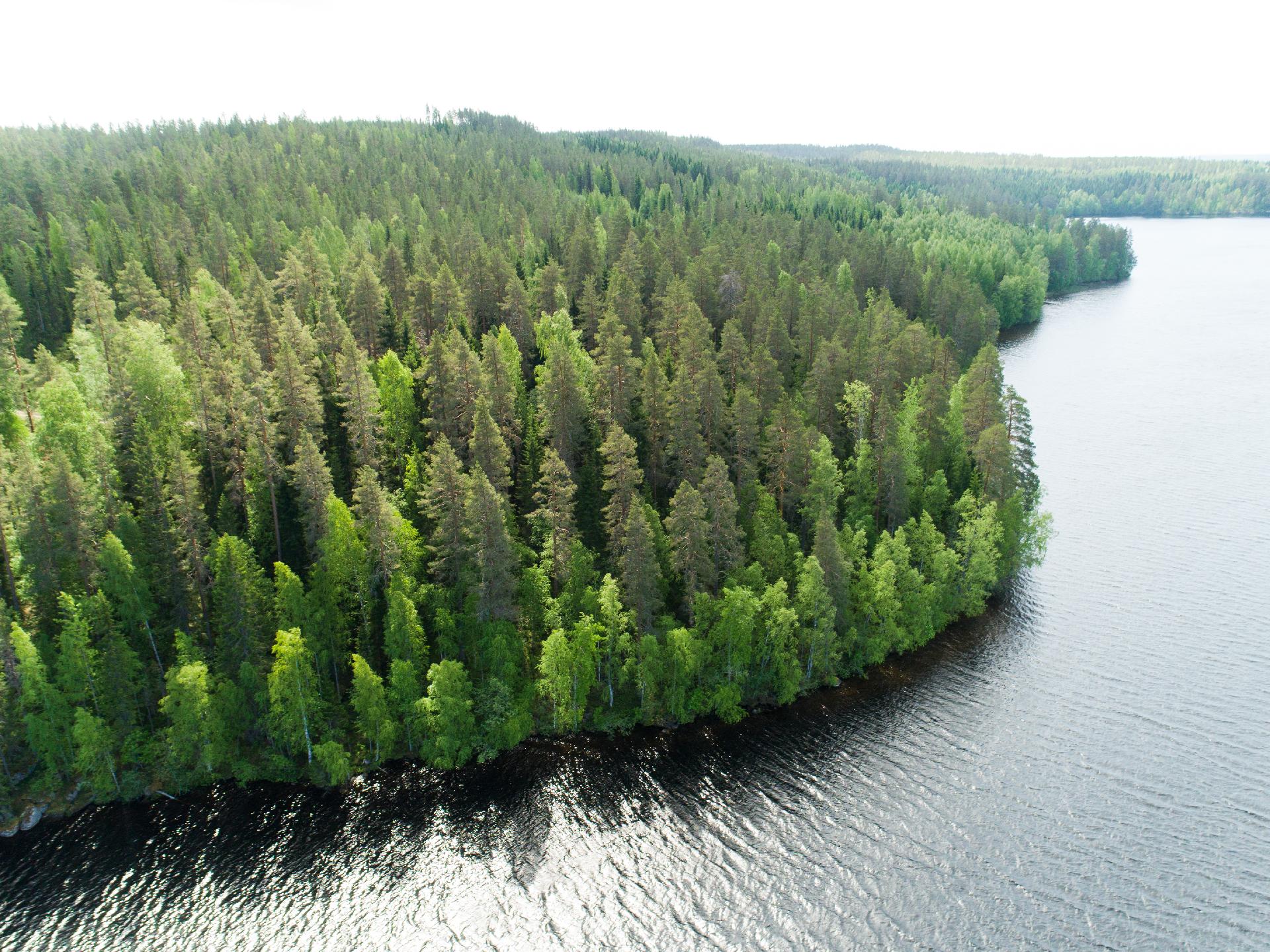 Kiminkijärvi tontti 4, Suovanlahti, Viitasaari