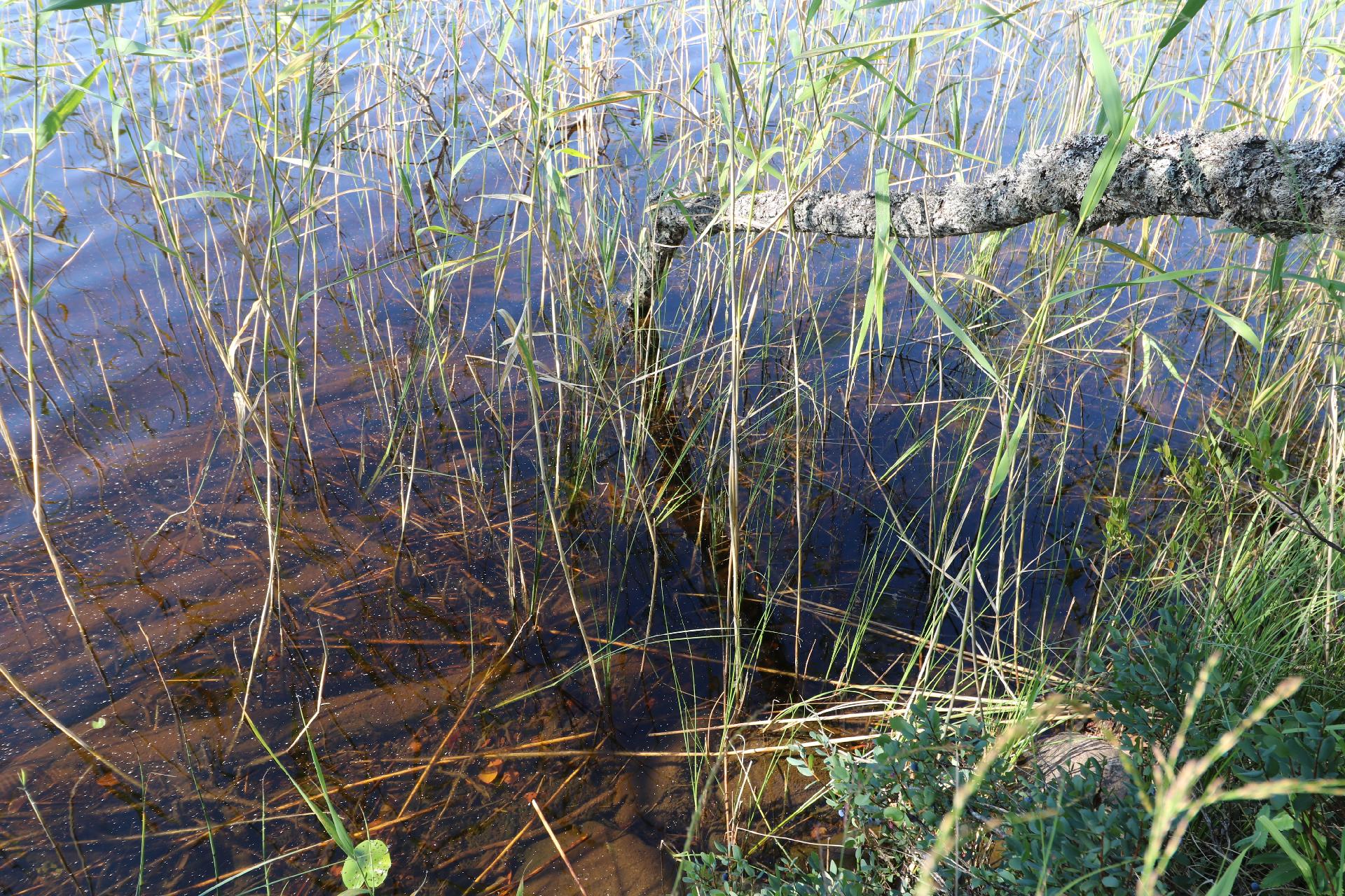 Suhteellisen kovapohjainen ranta