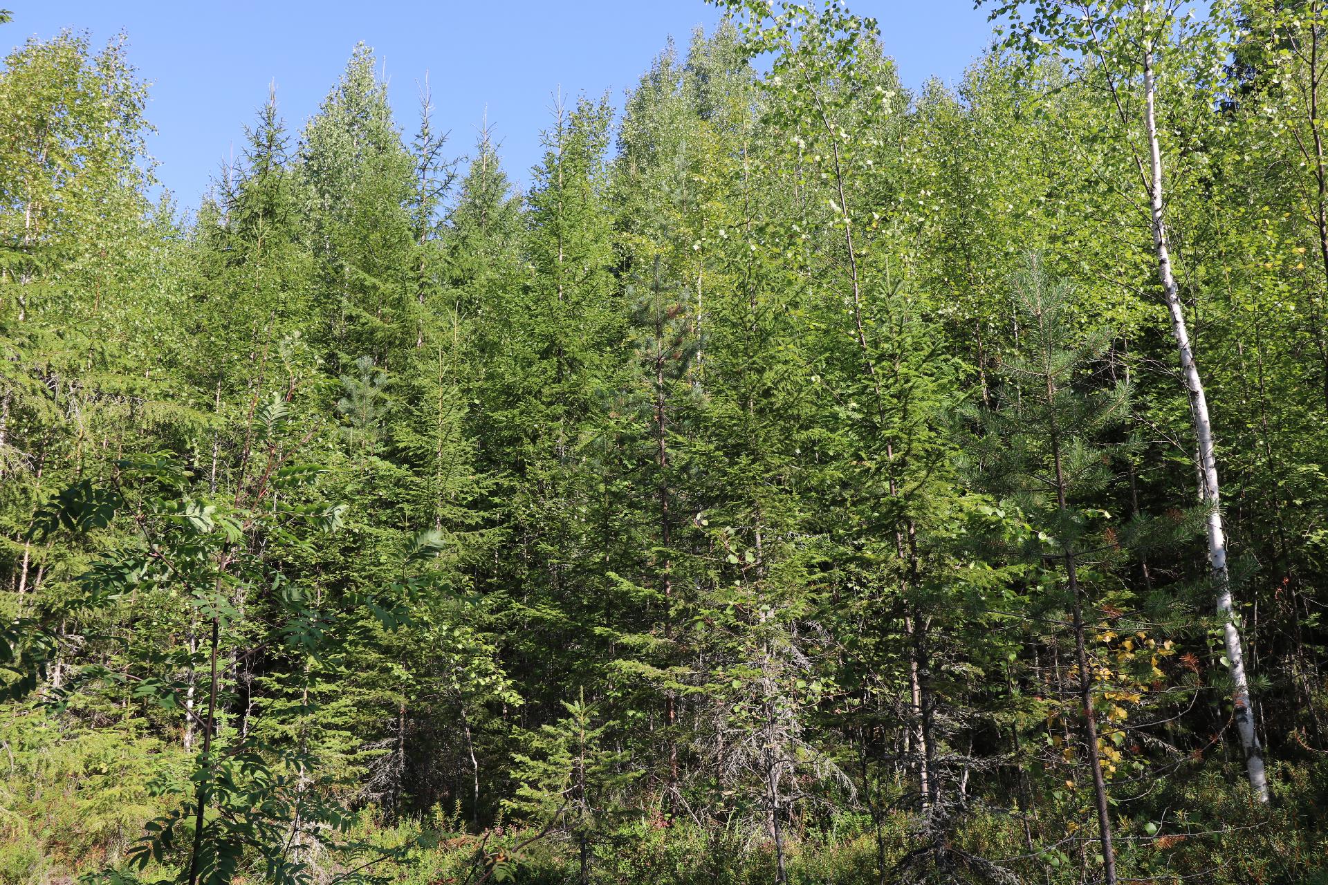 Nuorta, tiheää sekametsää