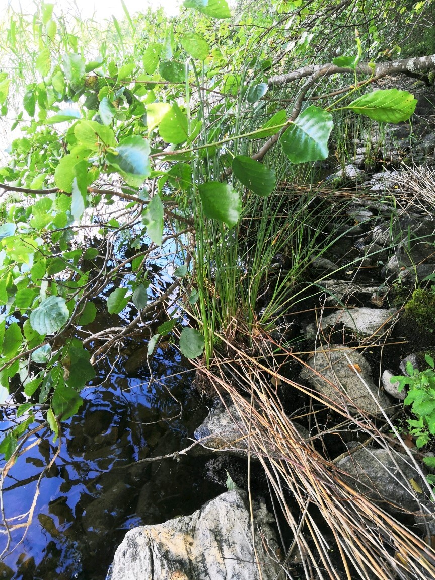 Luonnonranta