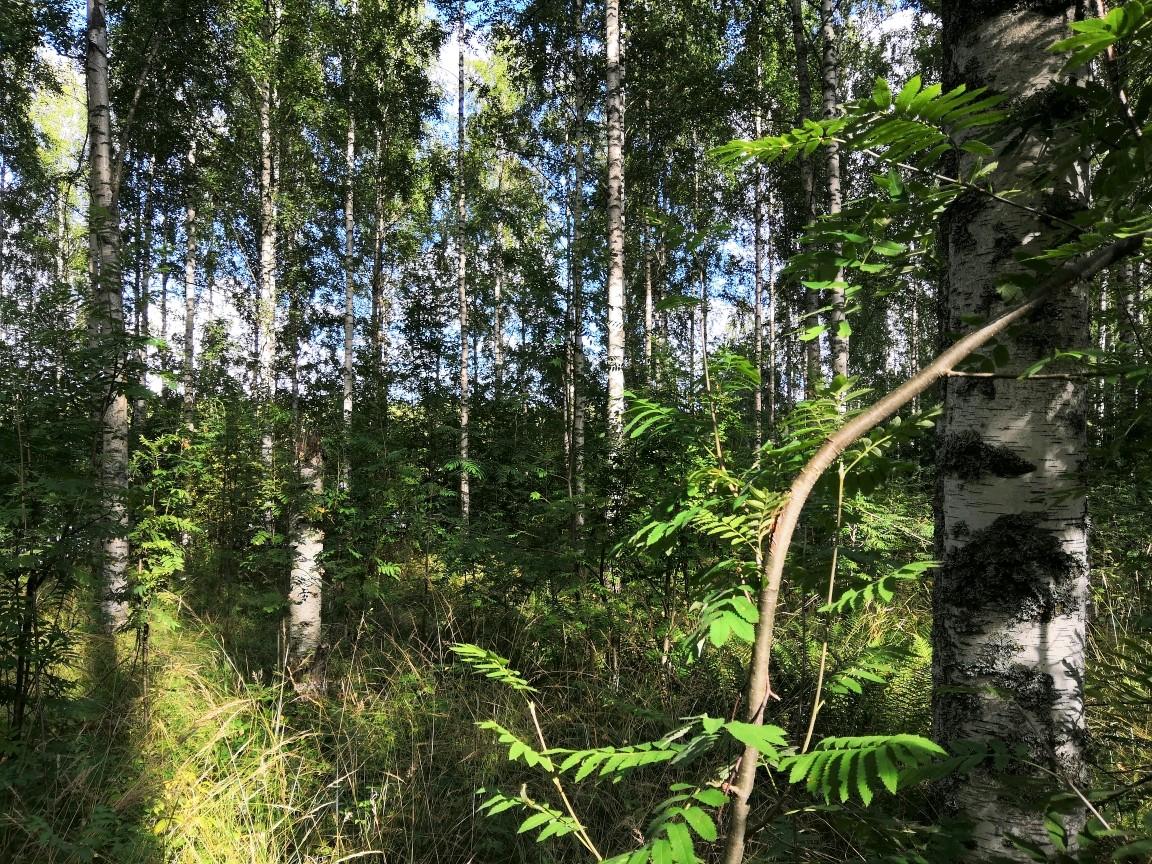 Järeää koivupuustoa