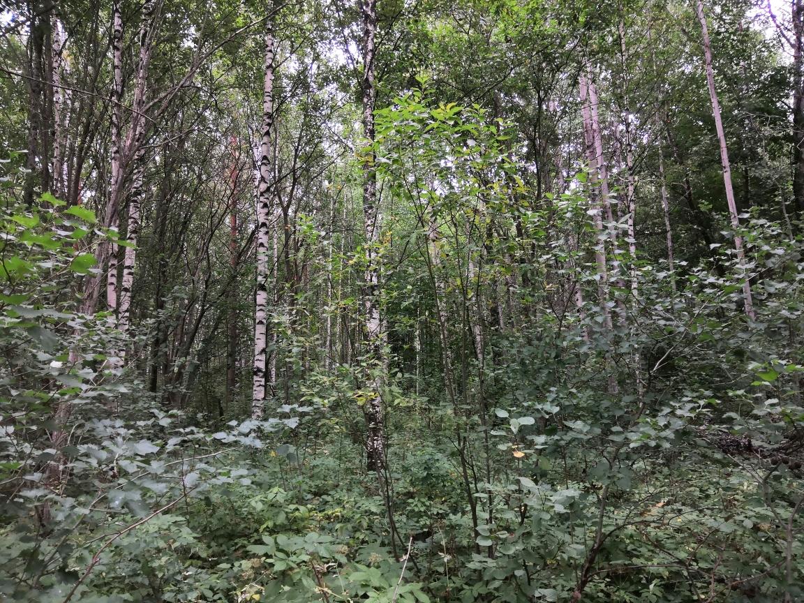 Tasamaatontti, lehtipuuta