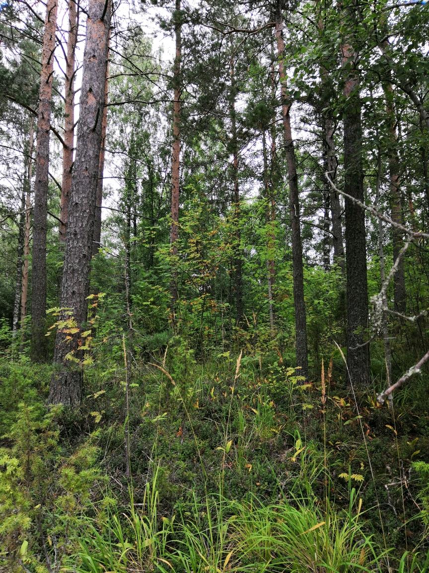 Tontin korkein kohta