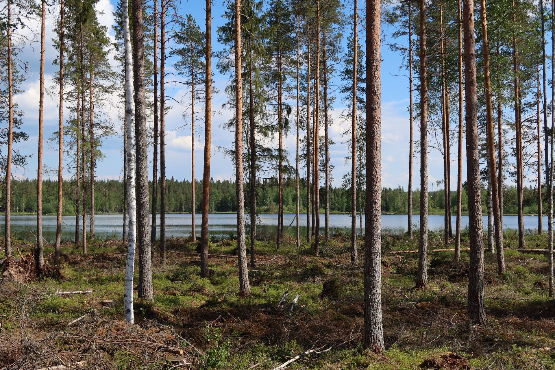 Kolunjärvi -, Lippo, Soini