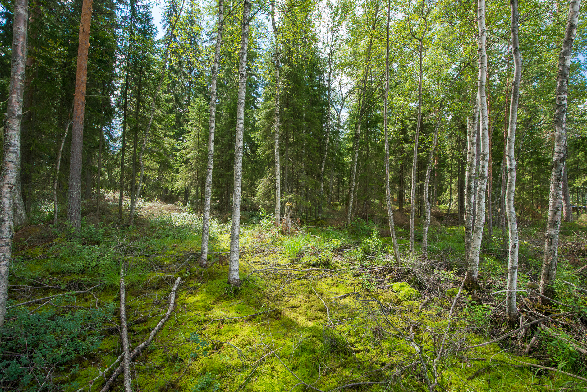 Kivikkosalontie 220, Keuruu, Keuruu