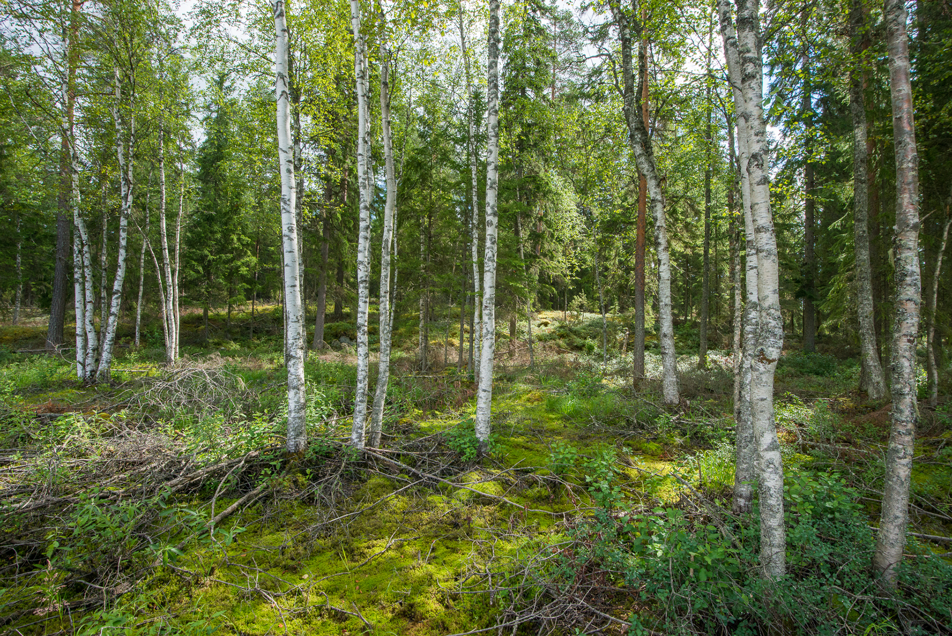 Kivikkosalontie 220, Keuruu, Keuruu