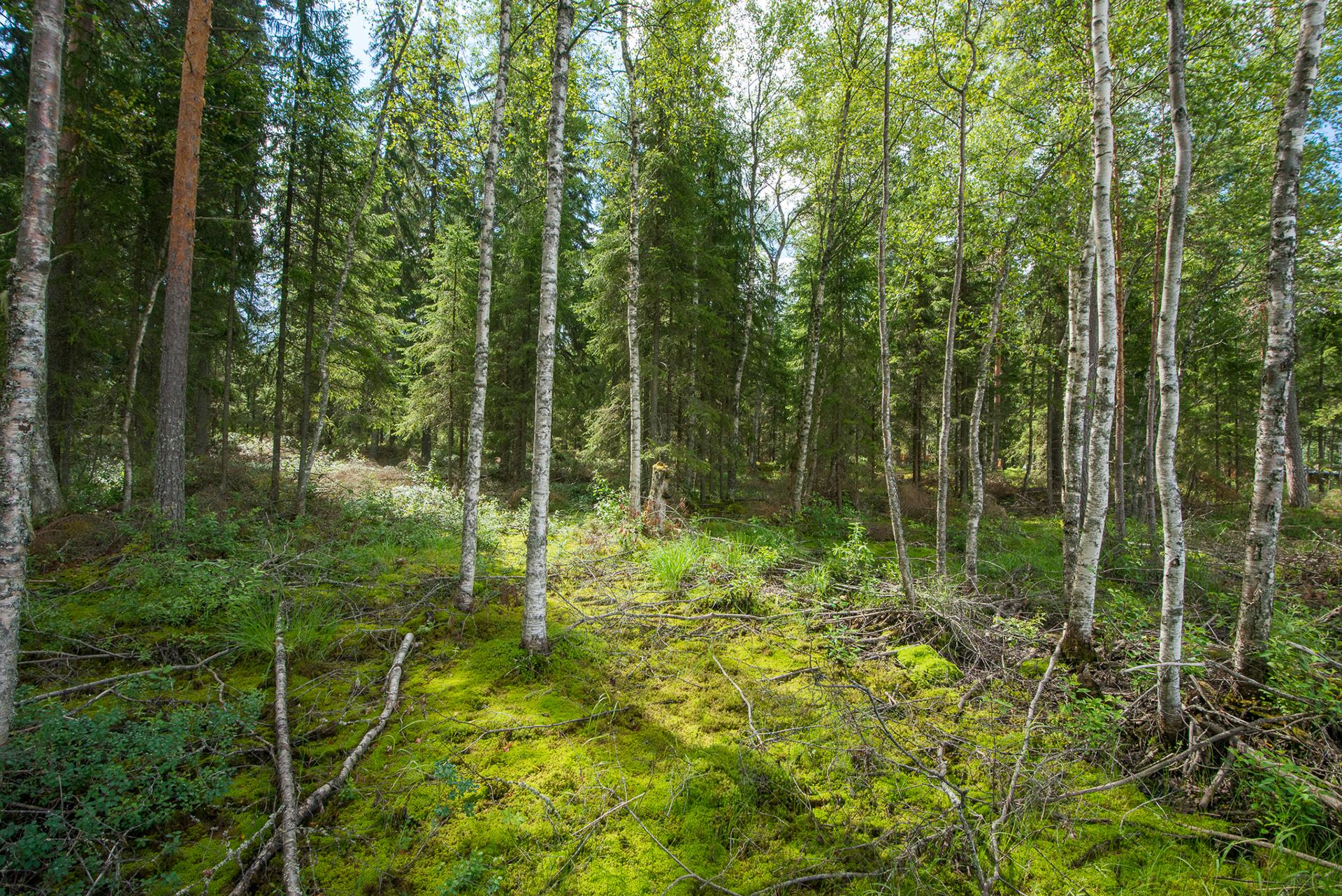 Kivikkosalontie 220, Keuruu, Keuruu