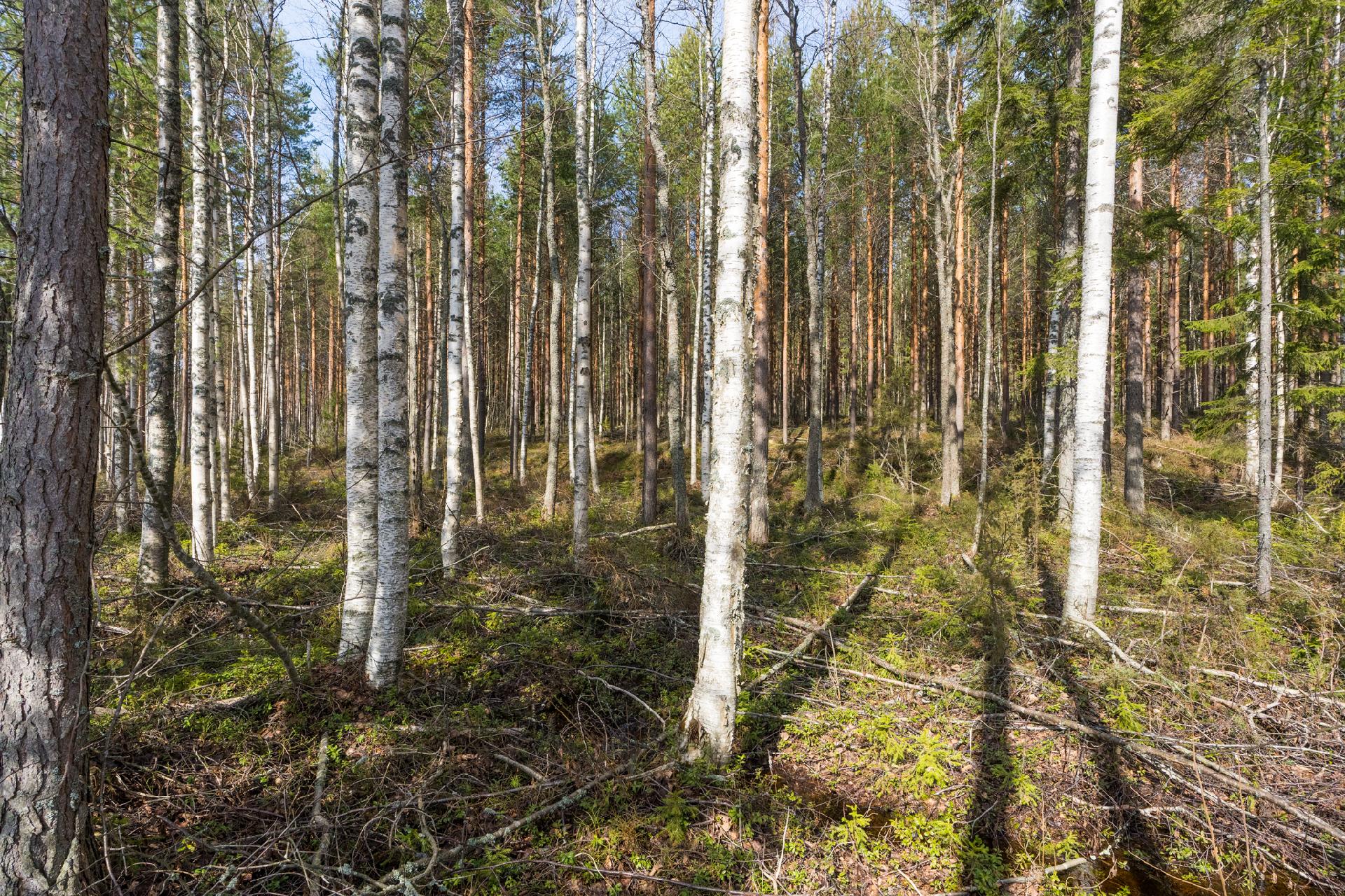 Harmaaniementie 76, Keuruu, Keuruu