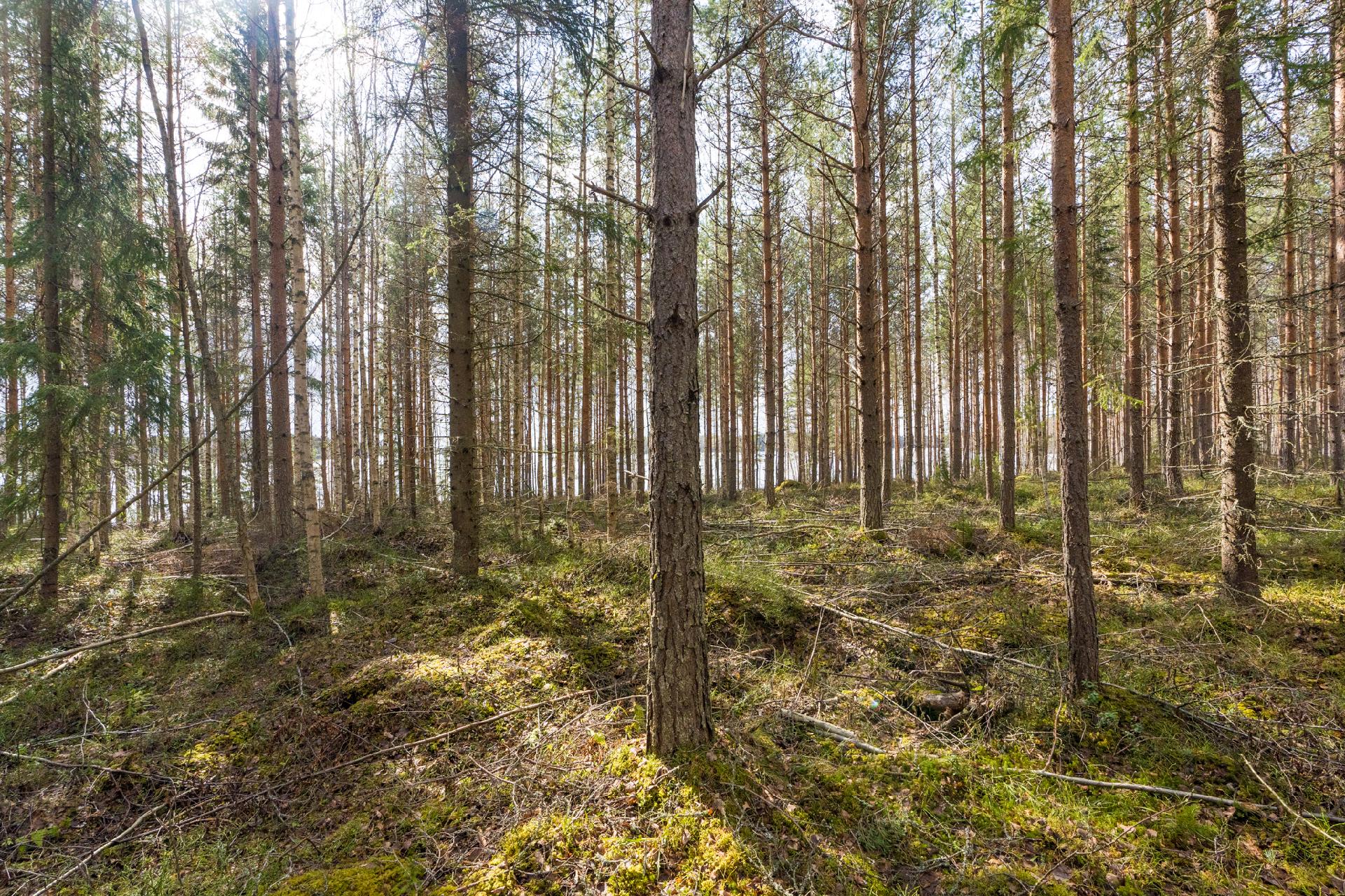 Harmaaniementie 76, Keuruu, Keuruu