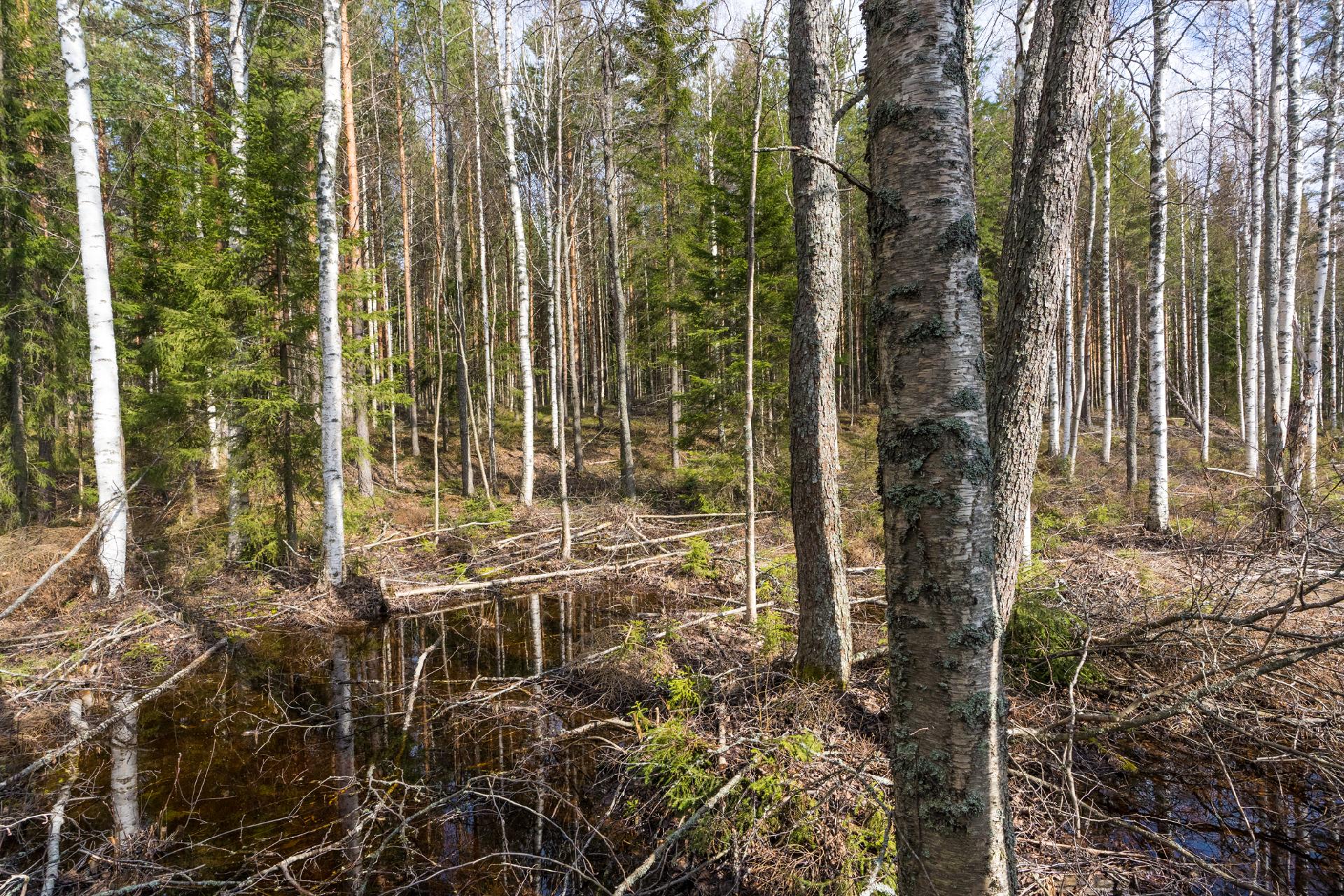 Harmaaniementie 74, Keuruu, Keuruu