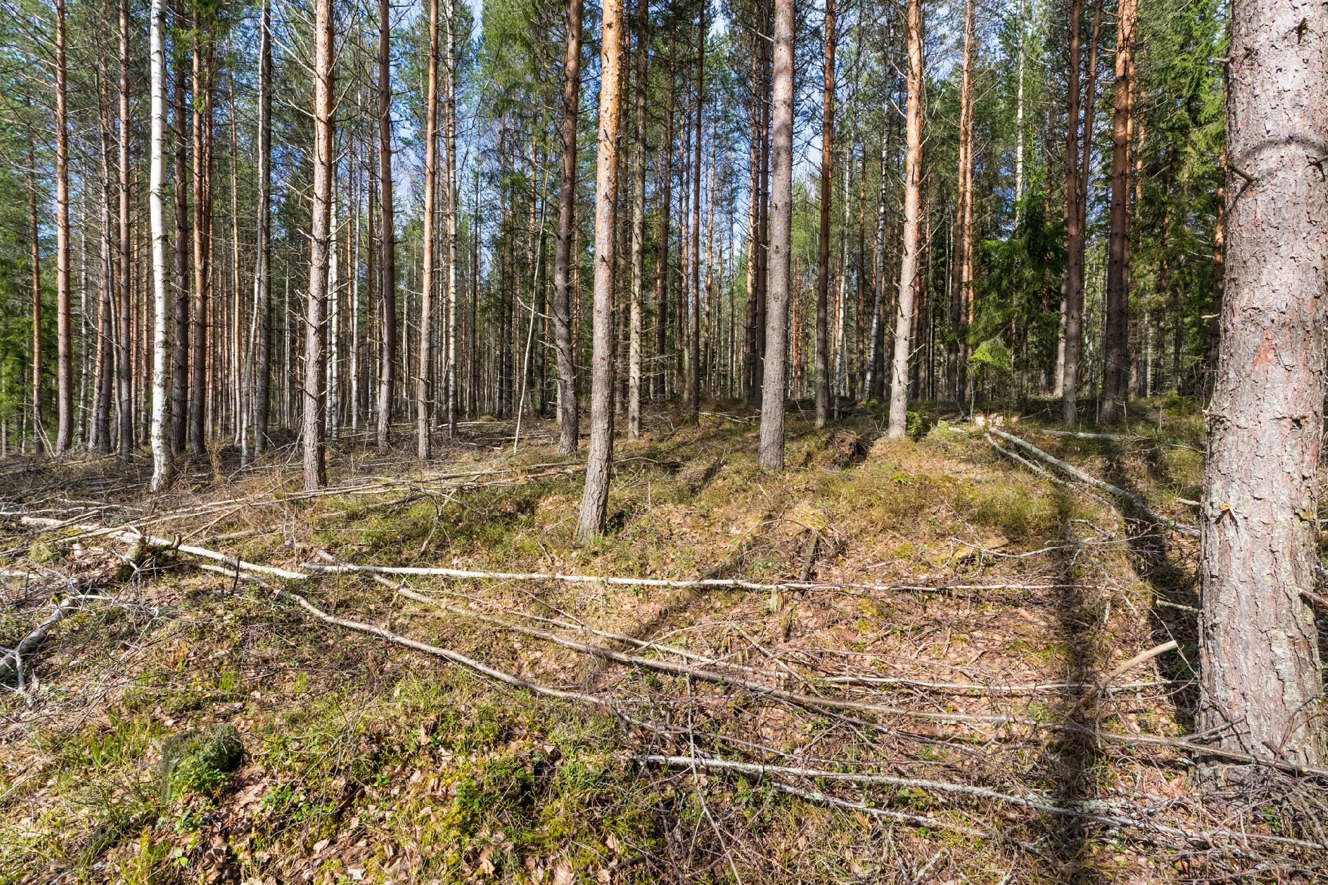 Harmaaniementie 74, Keuruu, Keuruu