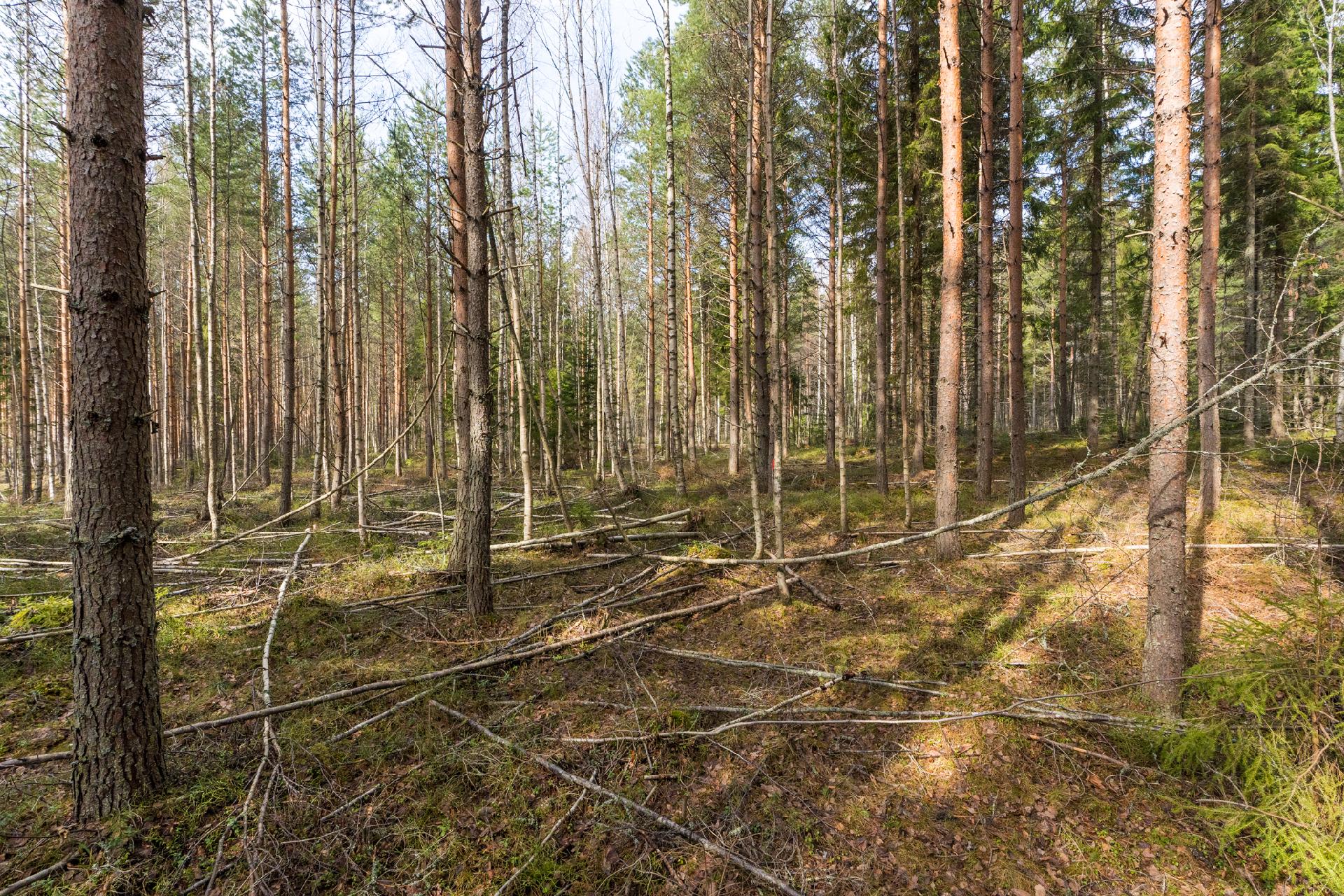 Harmaaniementie 74, Keuruu, Keuruu