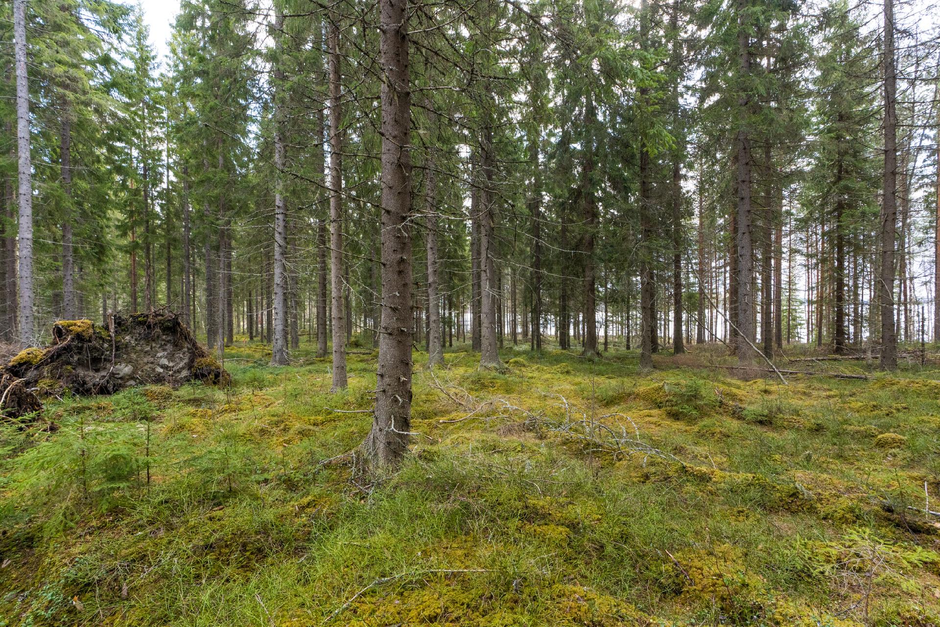 Harmaaniementie 72, Keuruu, Keuruu