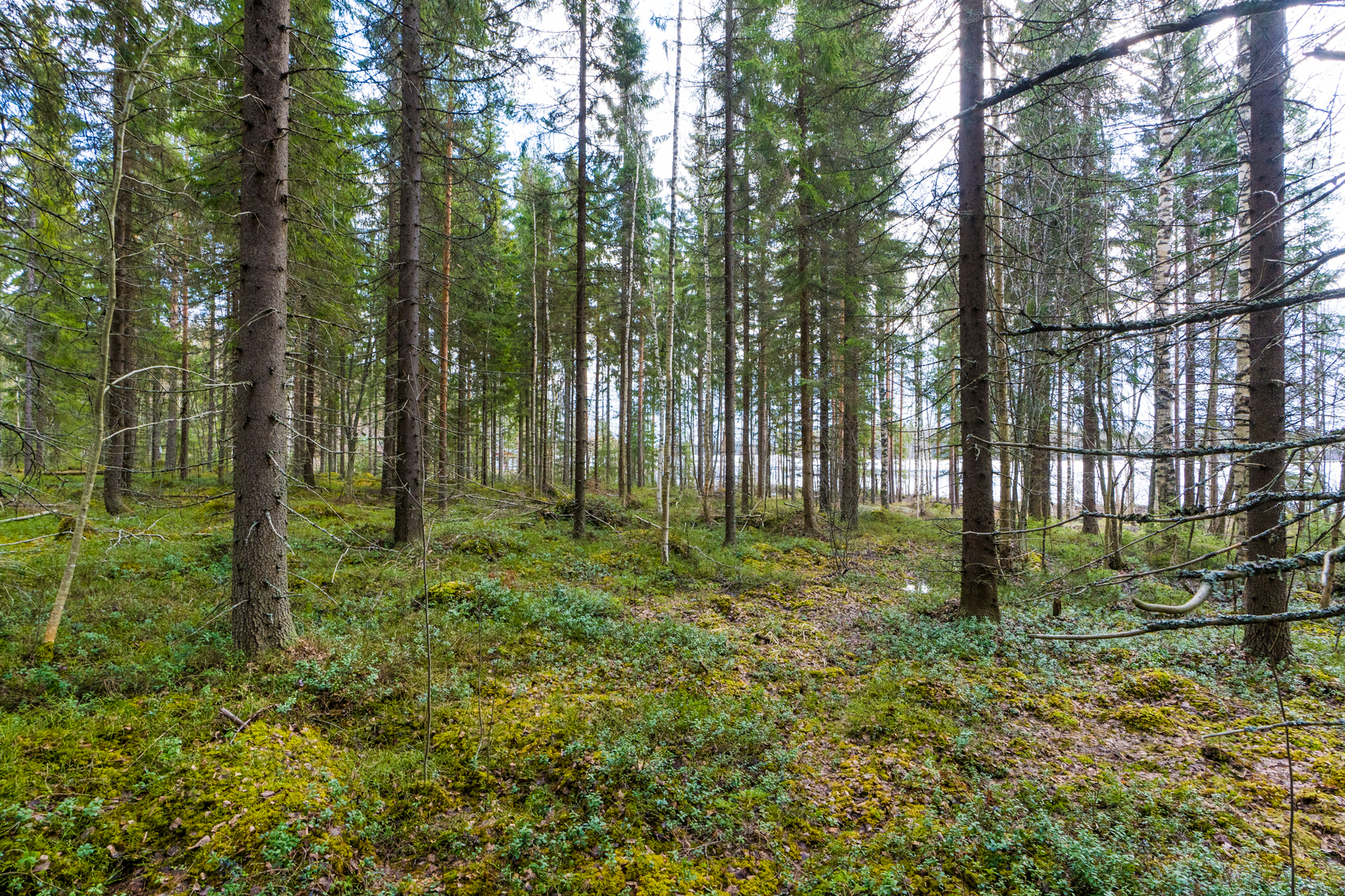 Harmaaniementie 72, Keuruu, Keuruu