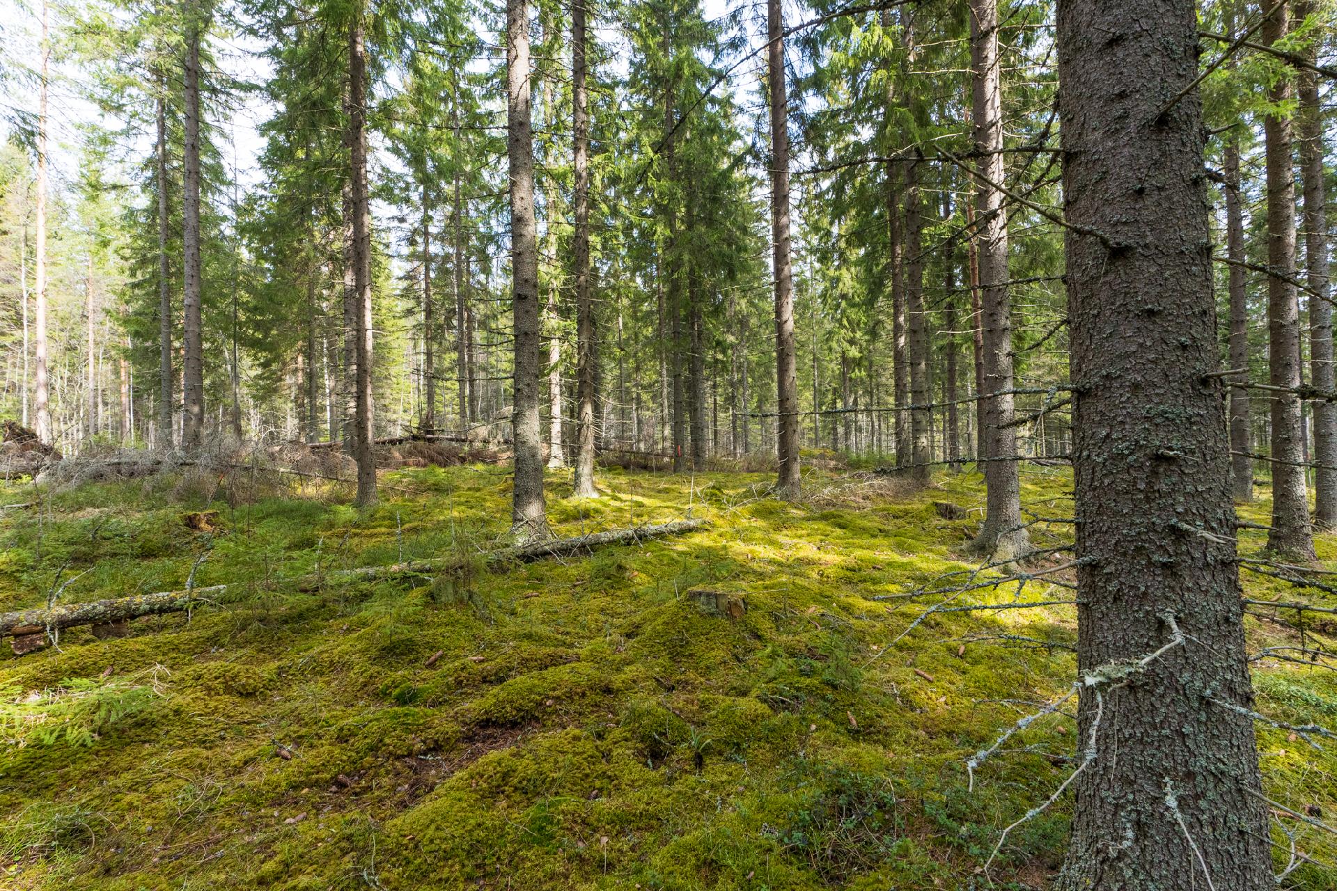 Harmaaniementie 72, Keuruu, Keuruu