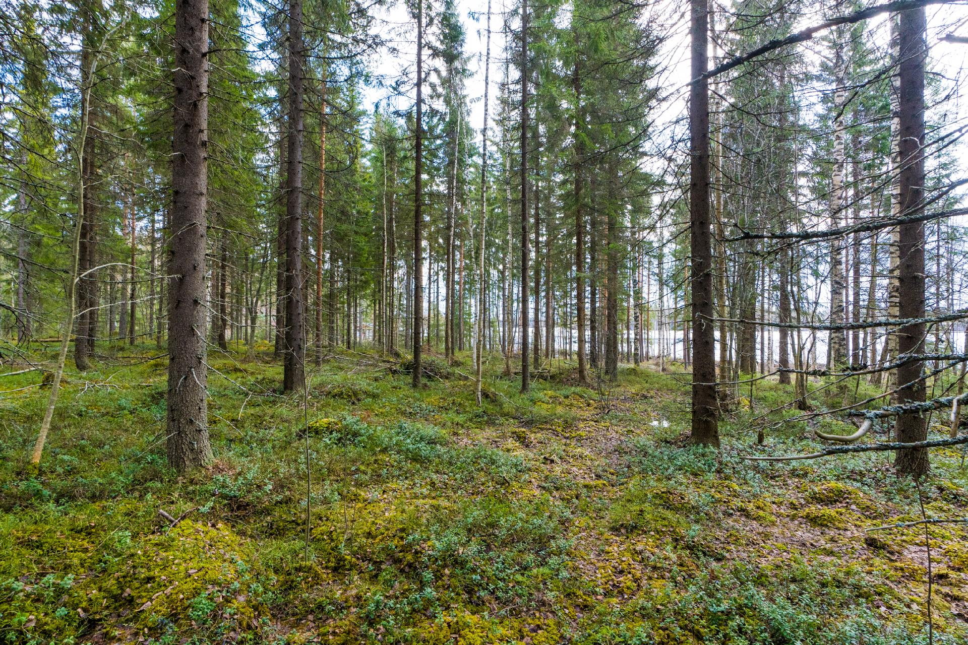 Harmaaniementie 72, Keuruu, Keuruu