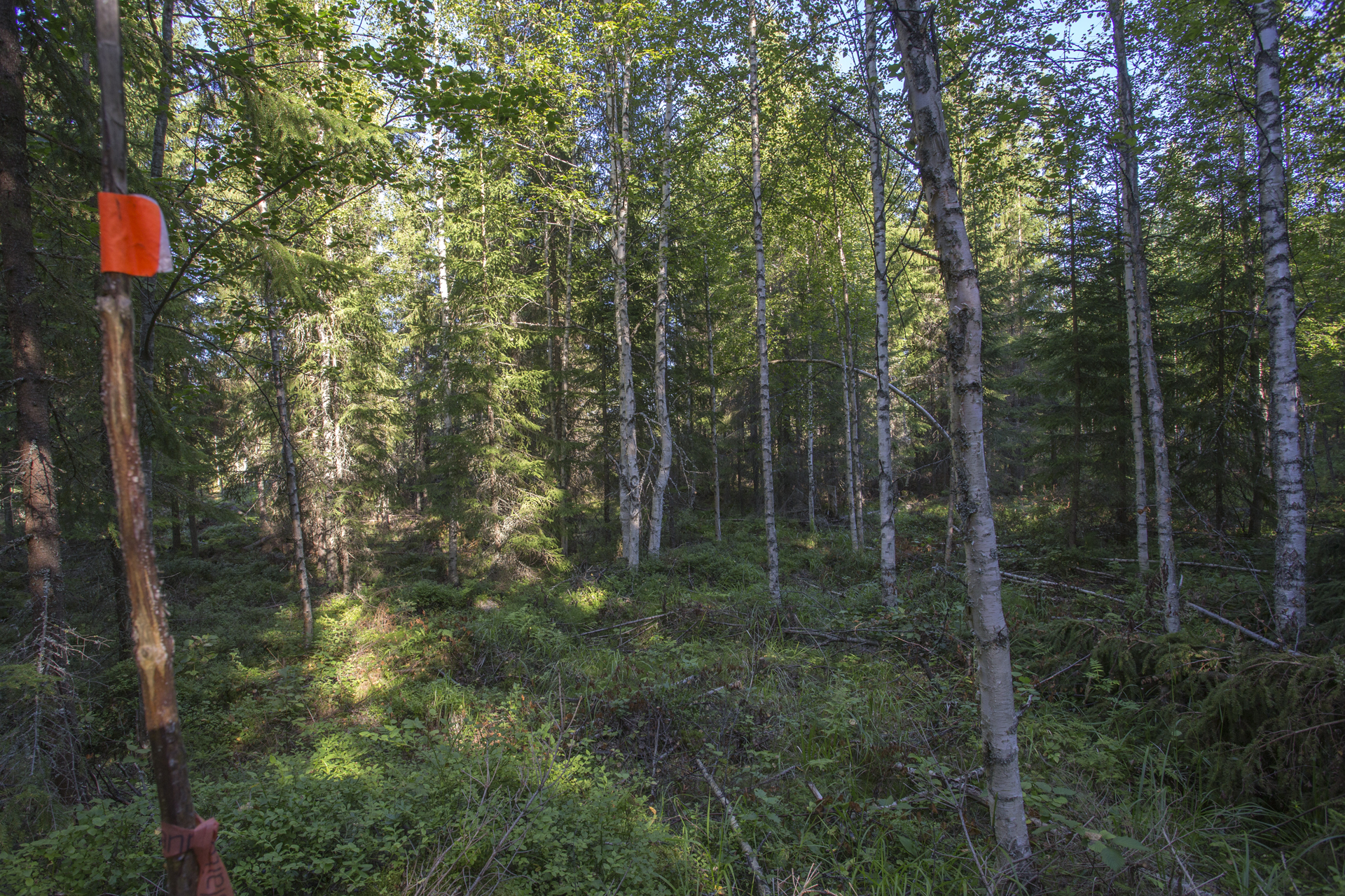 Jakamantie 151, Velaatta, Tampere