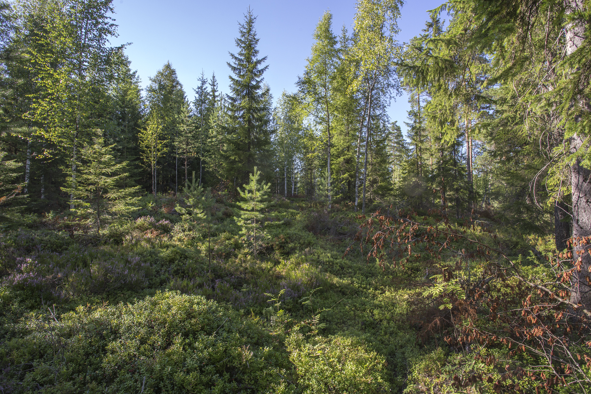 Jakamantie 151, Velaatta, Tampere