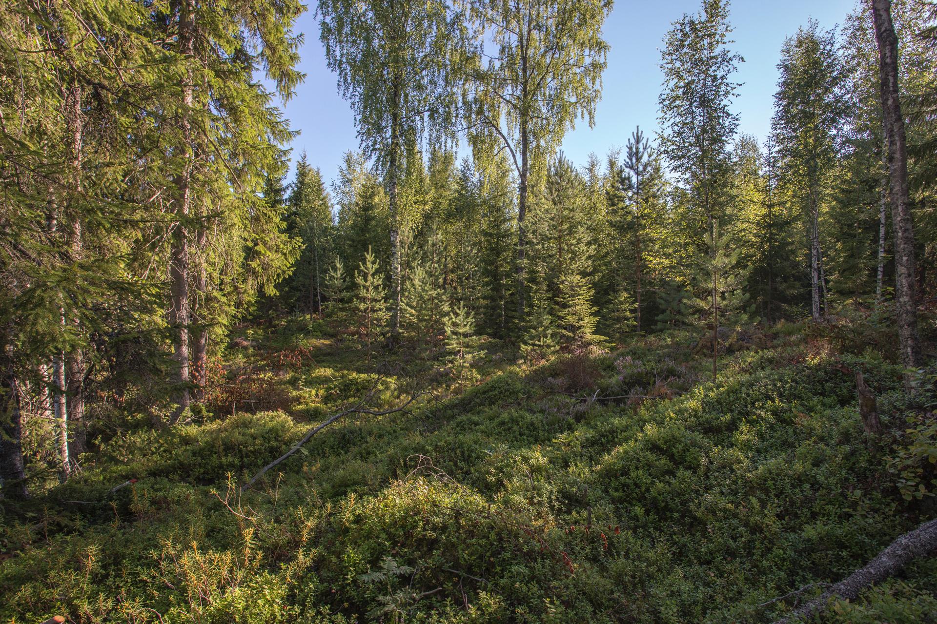 Jakamantie 151, Velaatta, Tampere