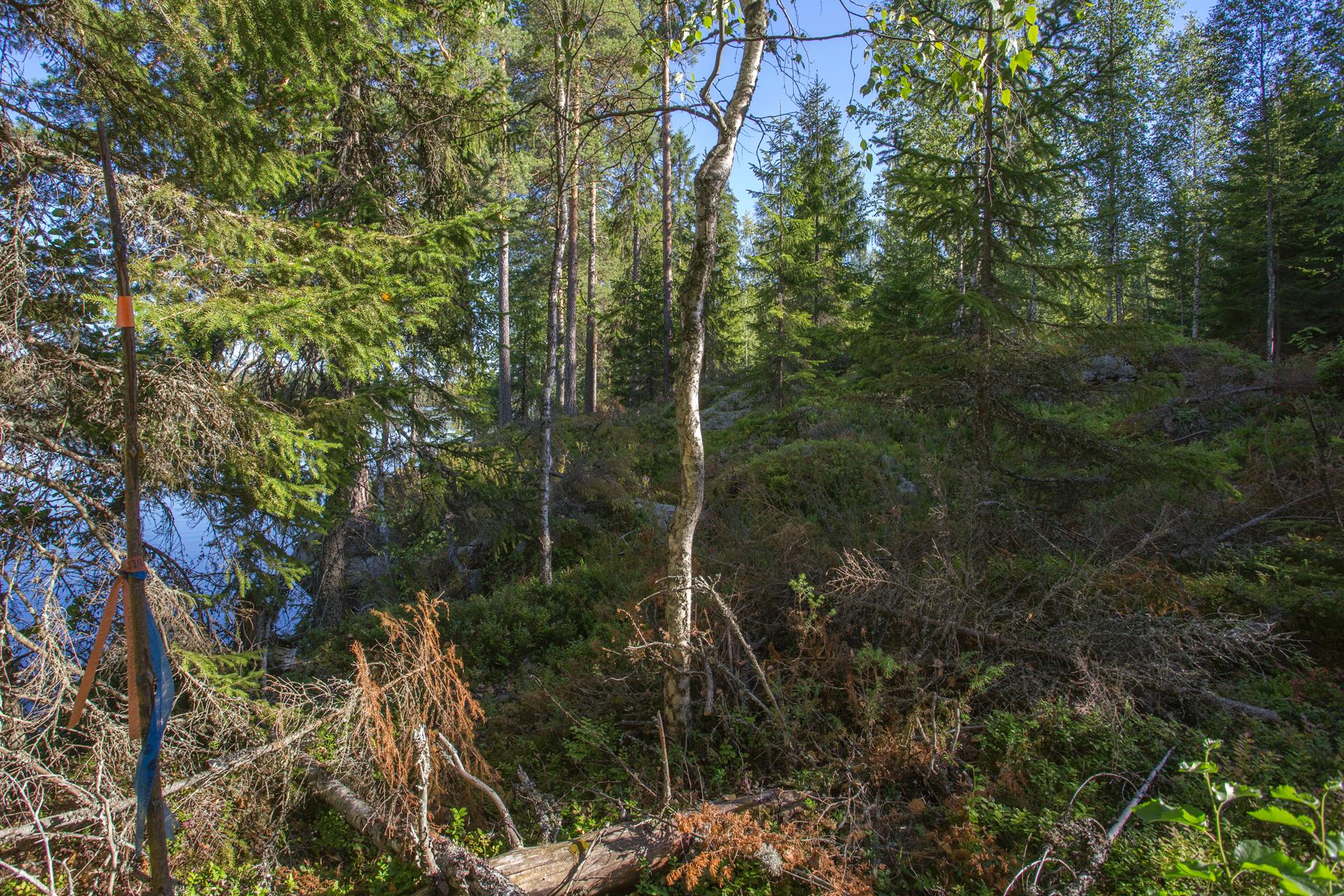 Jakamantie 151, Velaatta, Tampere