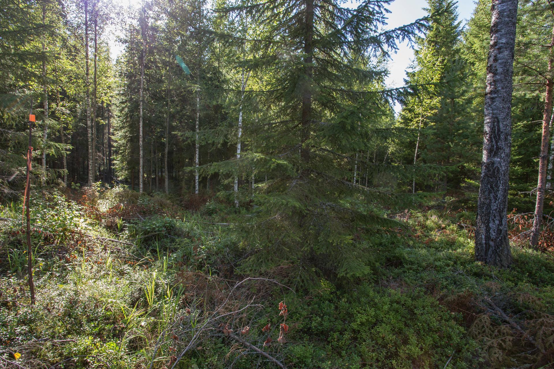 Jakamantie 151, Velaatta, Tampere