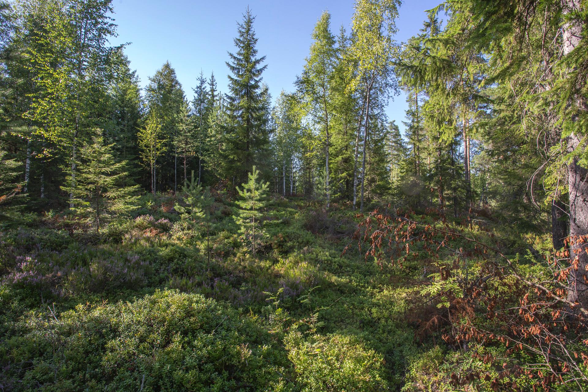 Jakamantie 151, Velaatta, Tampere