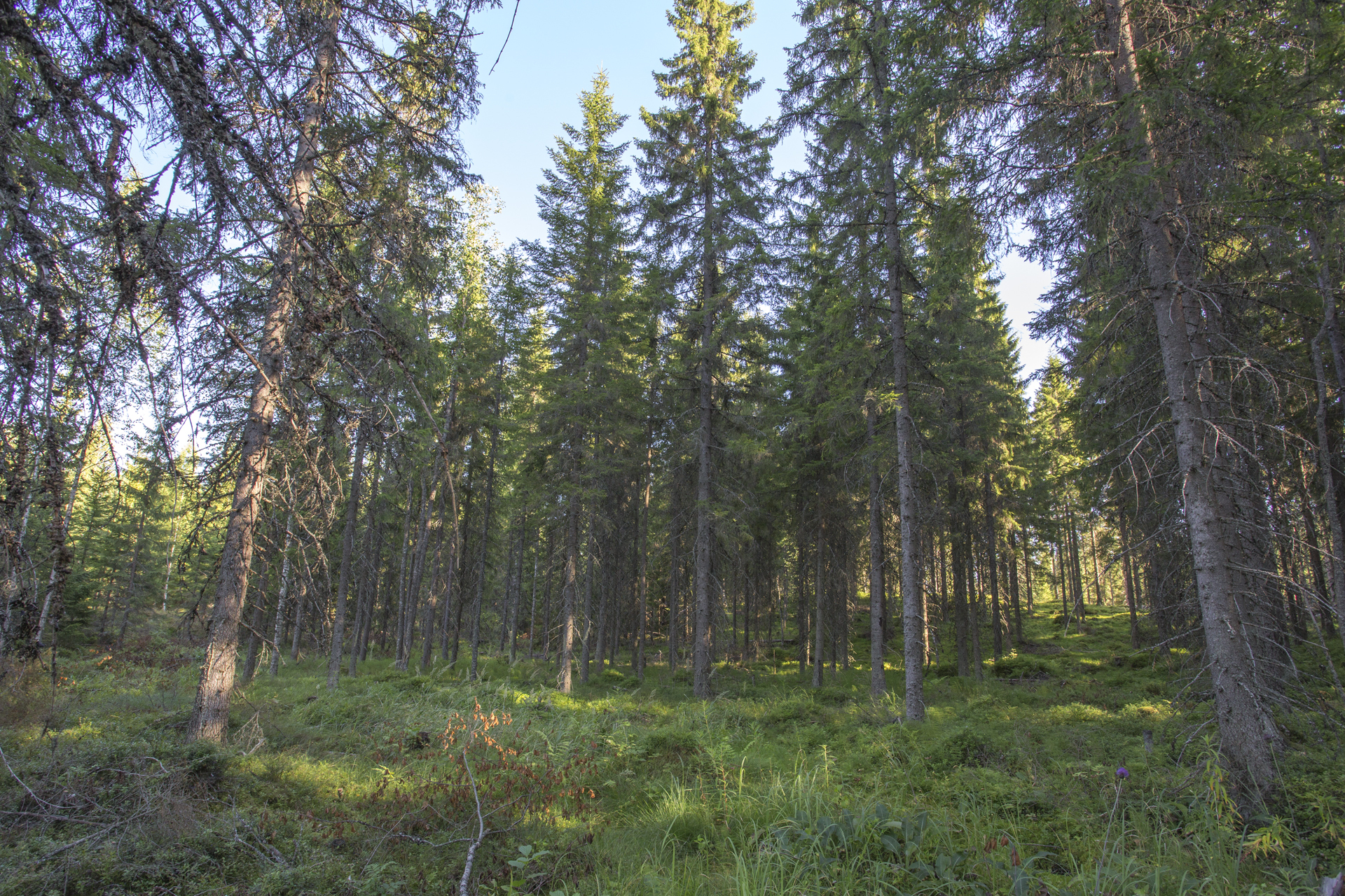 Jakamantie 153, Velaatta, Tampere