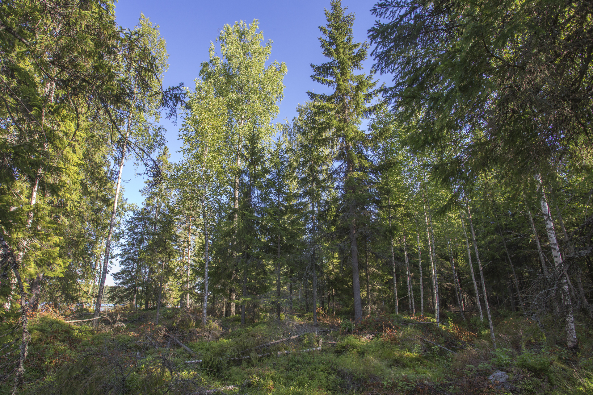 Jakamantie 153, Velaatta, Tampere