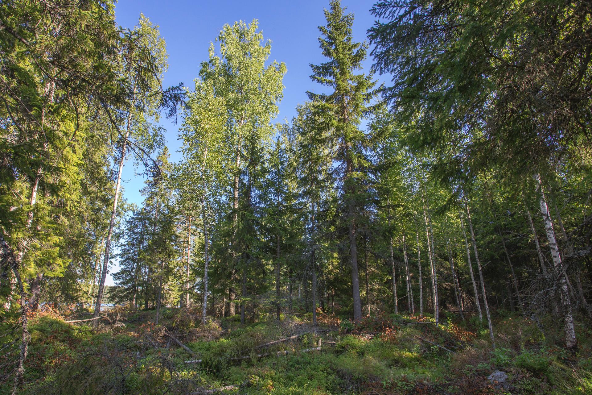 Jakamantie 153, Velaatta, Tampere