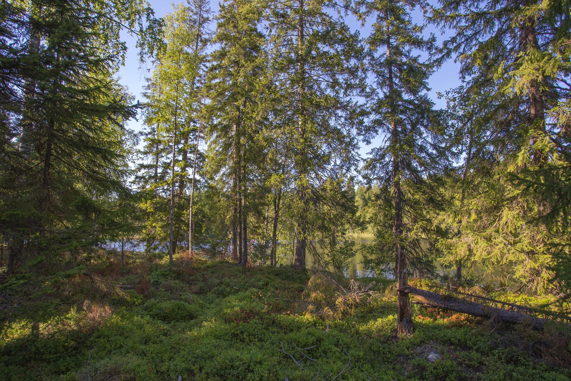 Jakamantie 153, Velaatta, Tampere