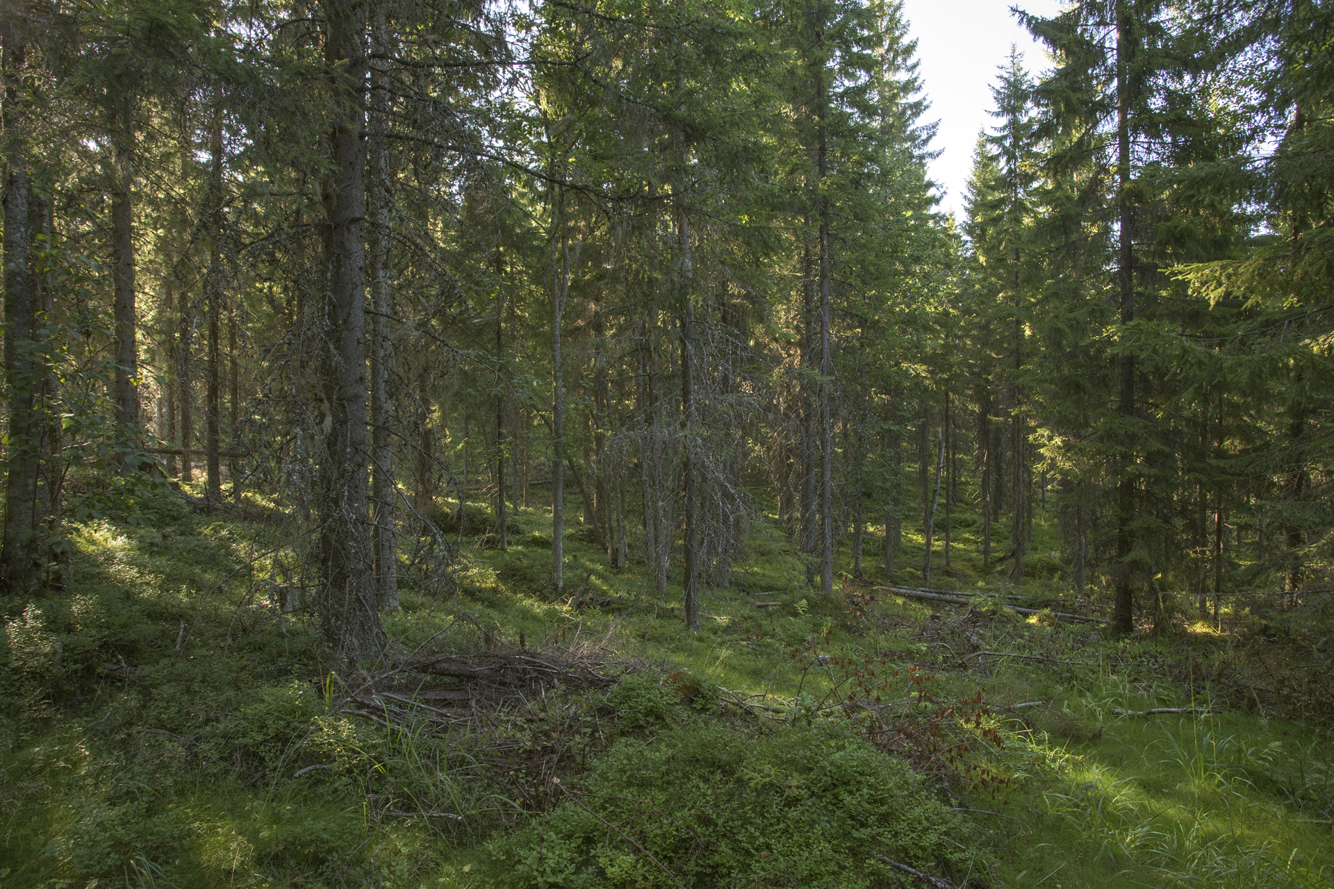 Jakamantie 153, Velaatta, Tampere