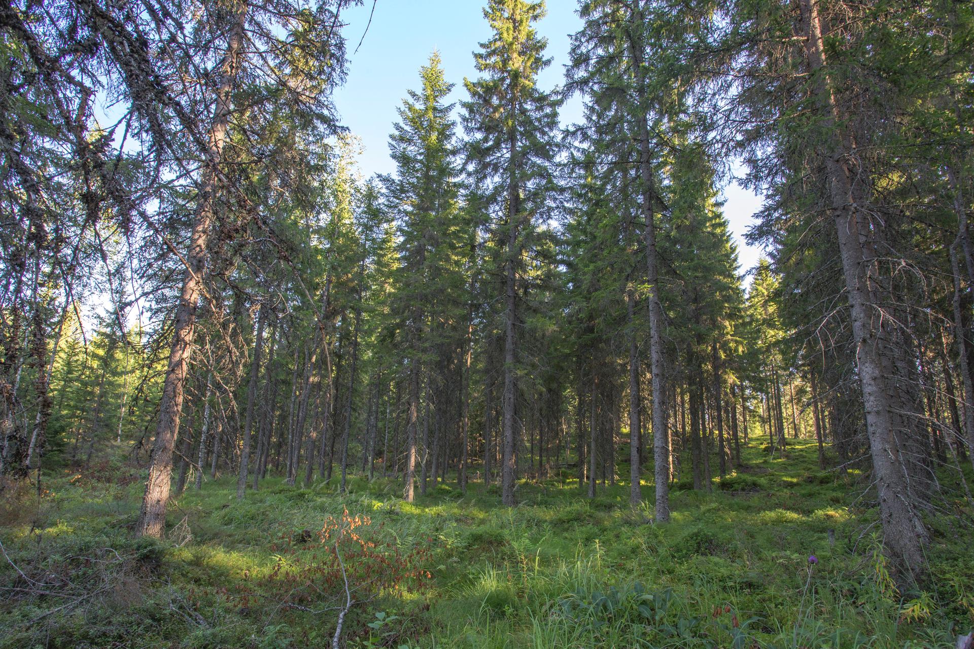 Jakamantie 153, Velaatta, Tampere