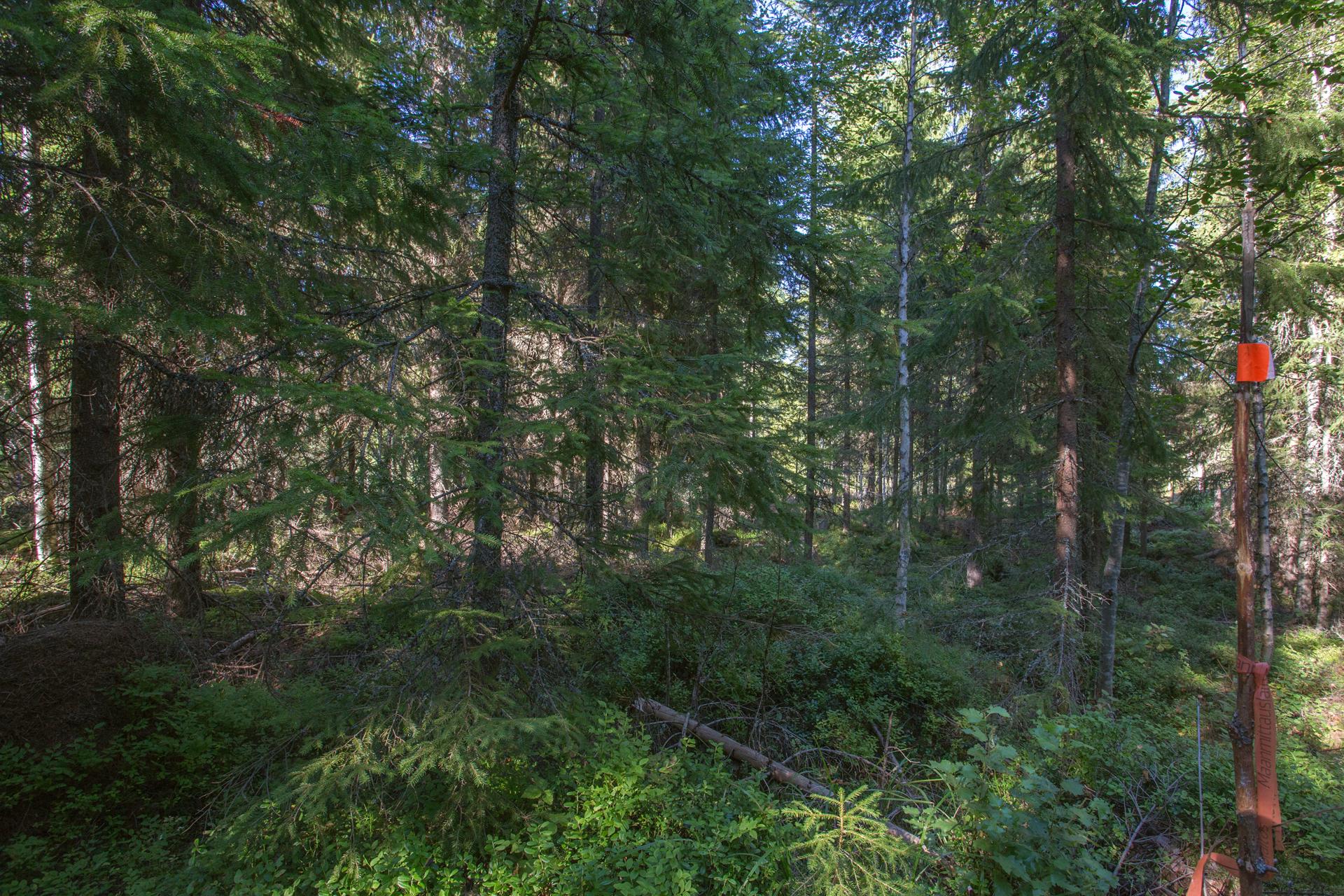 Jakamantie 153, Velaatta, Tampere