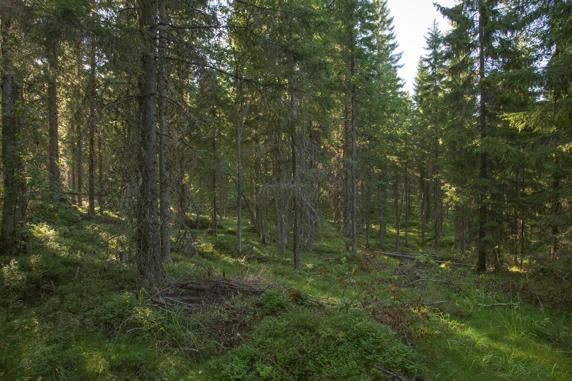 Jakamantie 153, Velaatta, Tampere