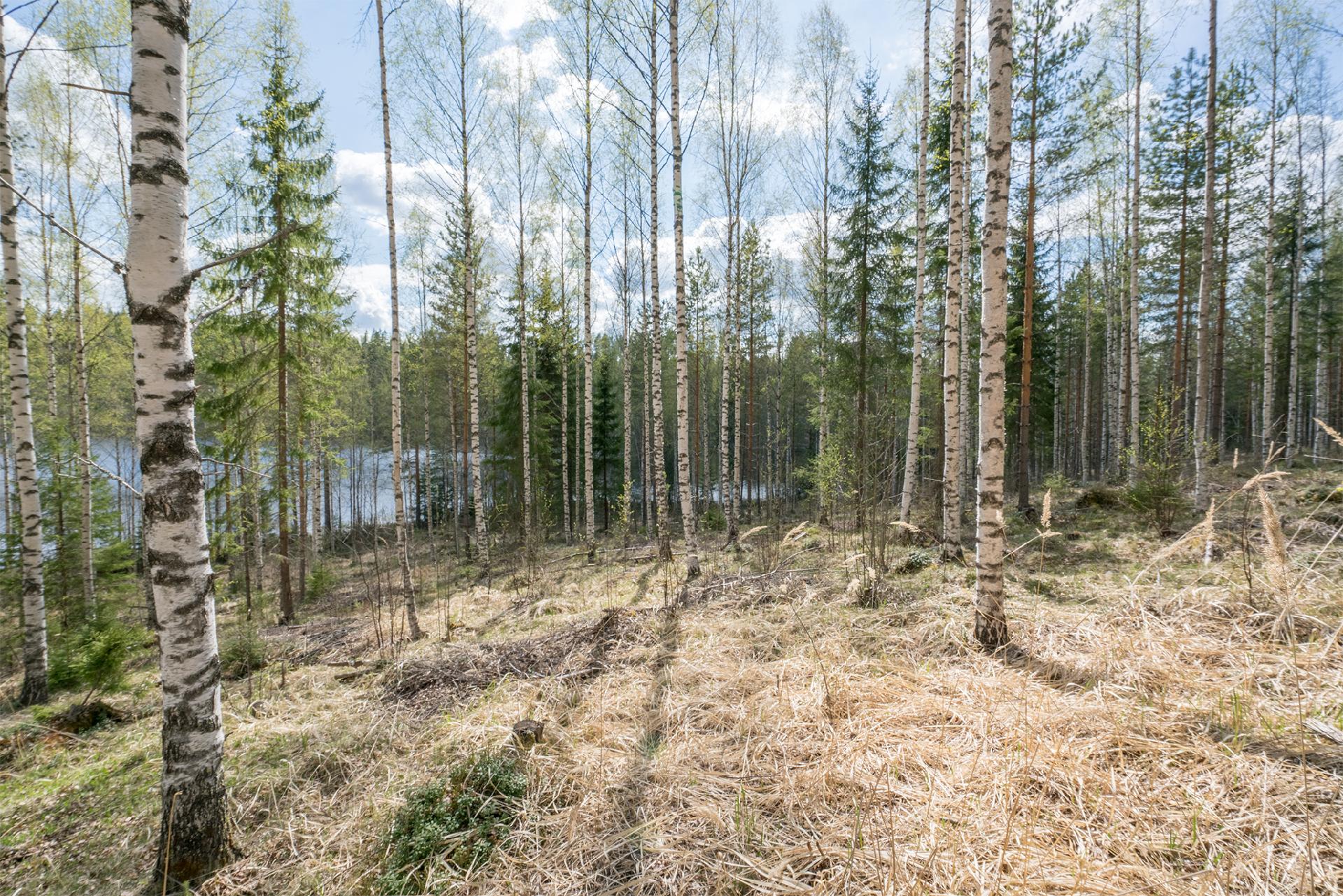 Piilontie 202, Suluslahti, Mänttä-Vilppula