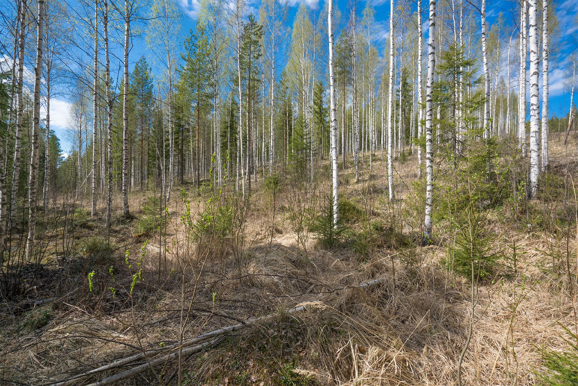 Piilontie 202, Suluslahti, Mänttä-Vilppula